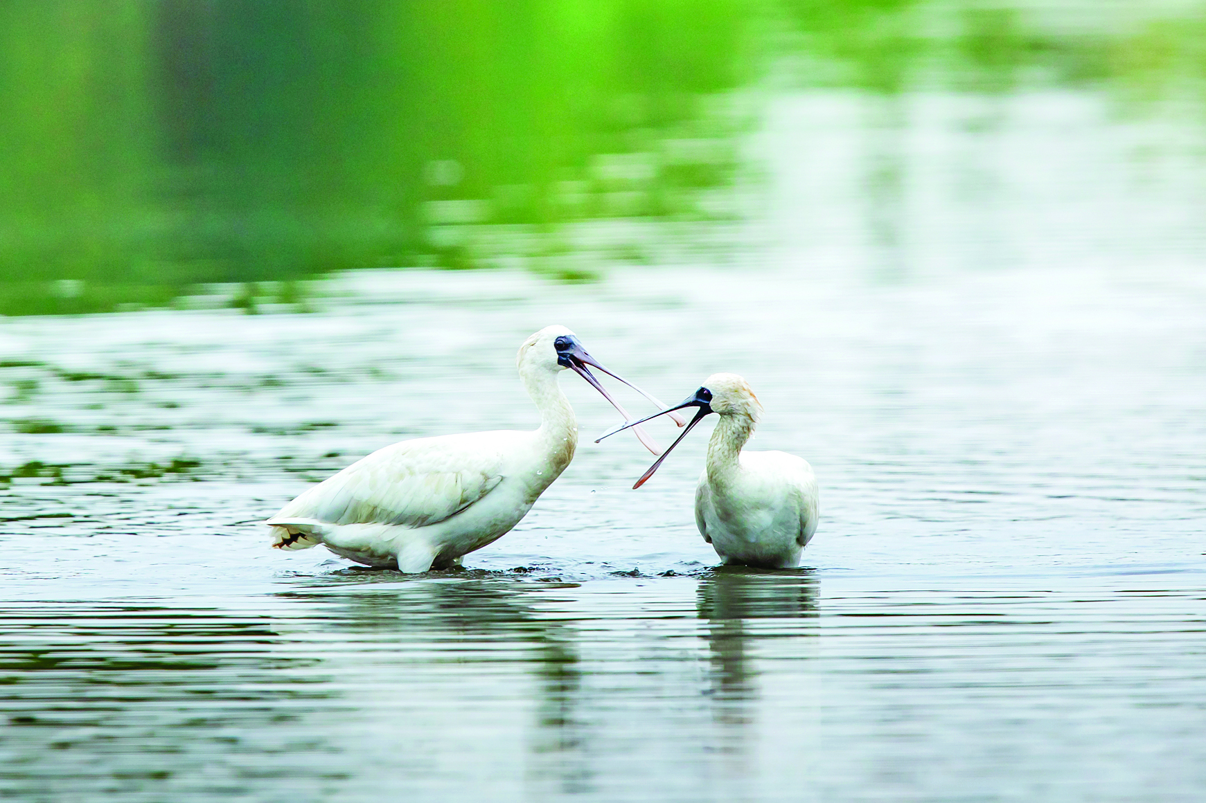     惠东县沿海滩涂的黑脸琵鹭。