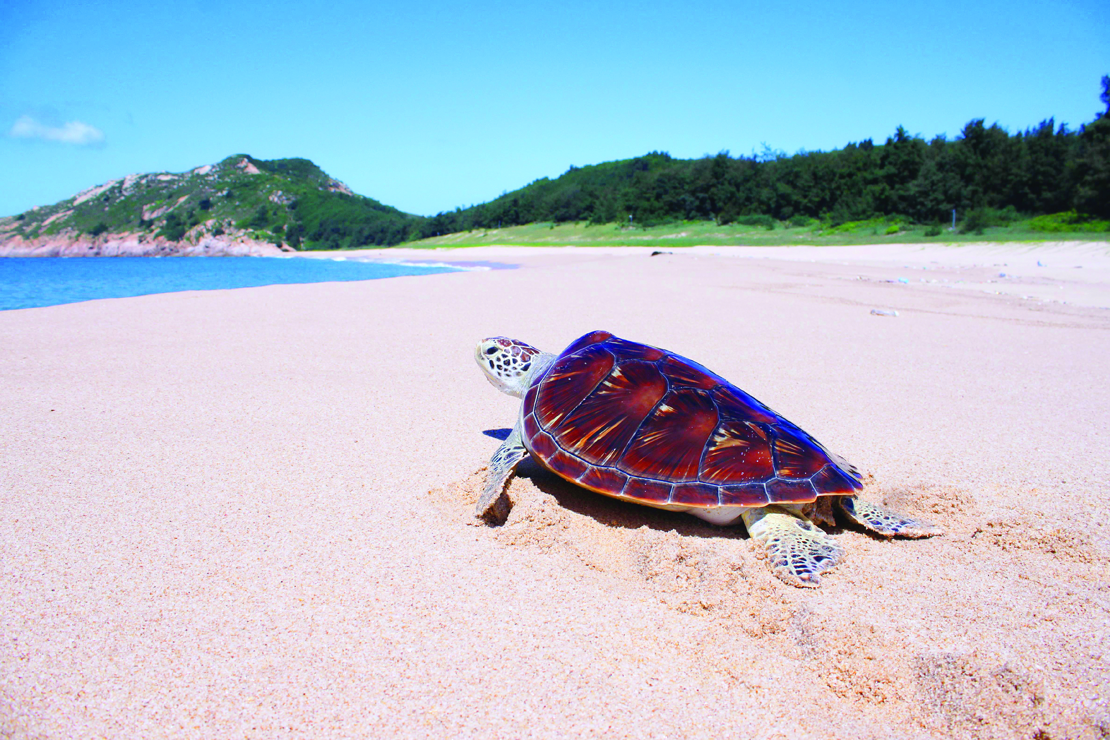     海龟奔向大海。