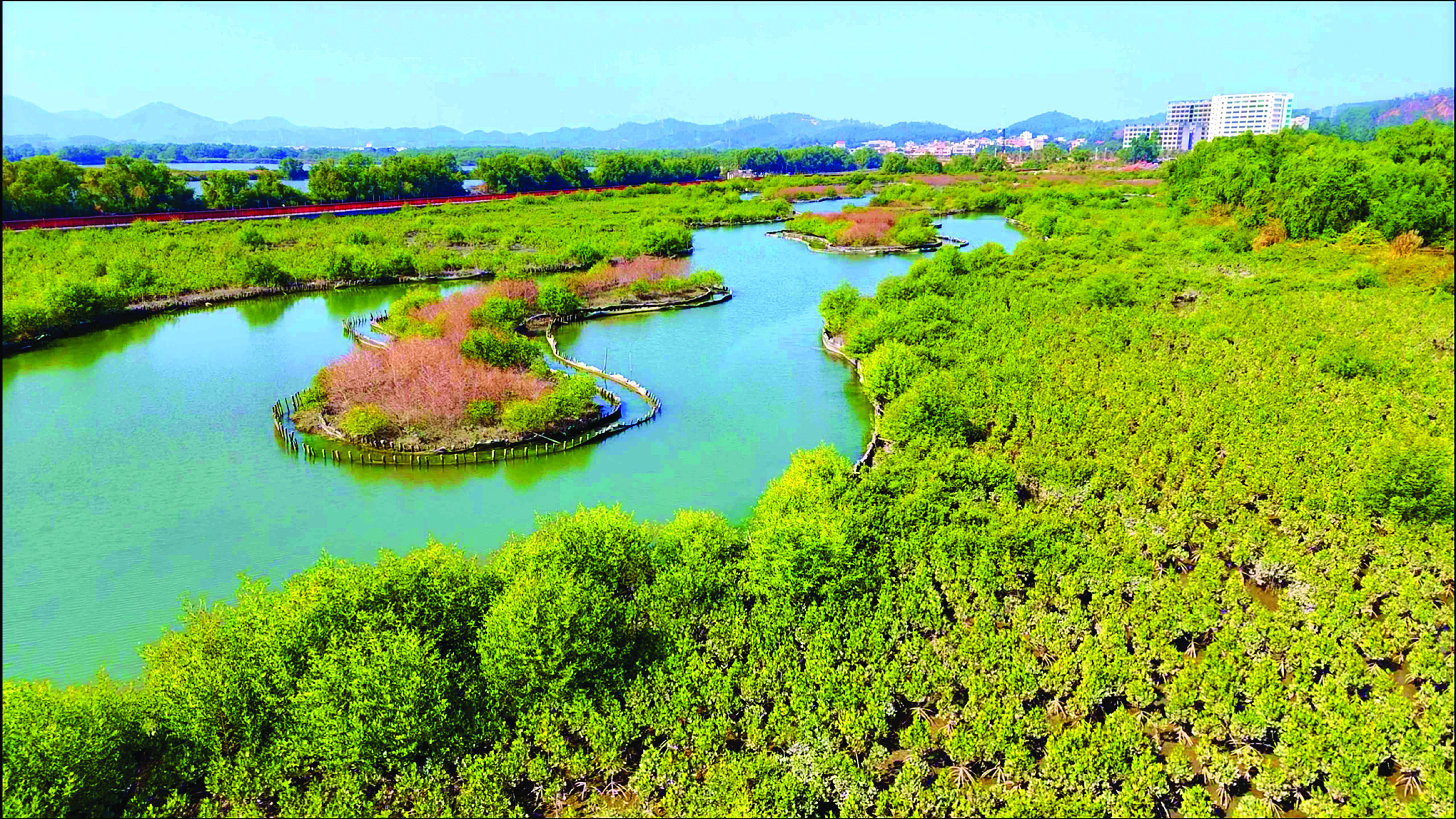     惠东县的考洲洋万亩红树林是粤港澳大湾区最大的连片红树林。