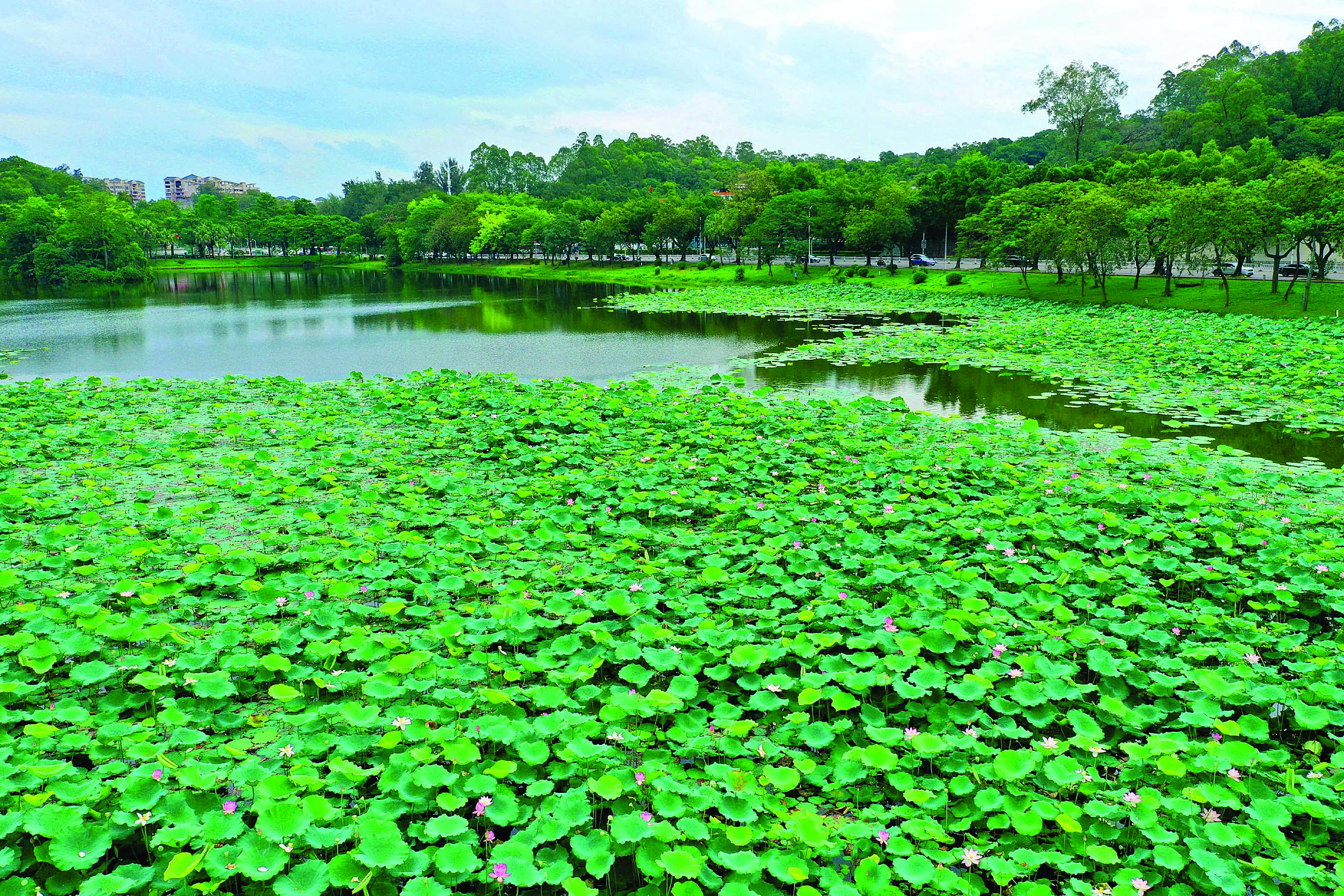     惠城区鳄湖路旁的荷花池。                                      惠州日报记者朱金赞 摄