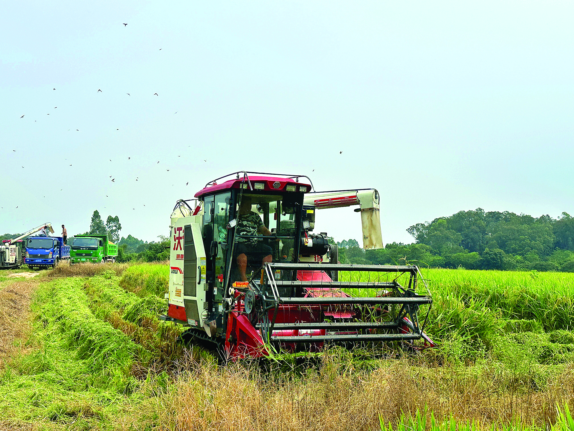     撂荒地复耕迎来水稻丰收季。