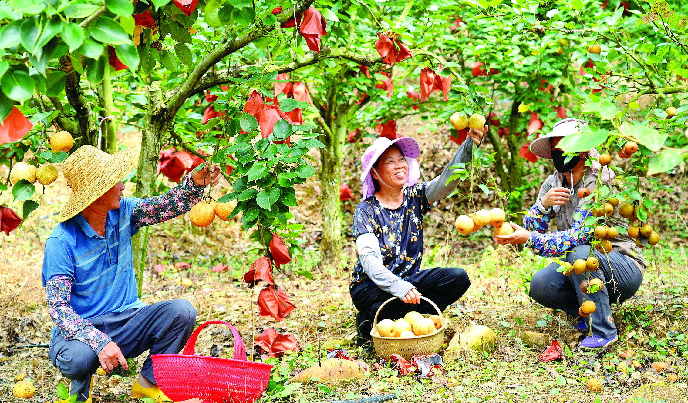     果农采摘青花梨。