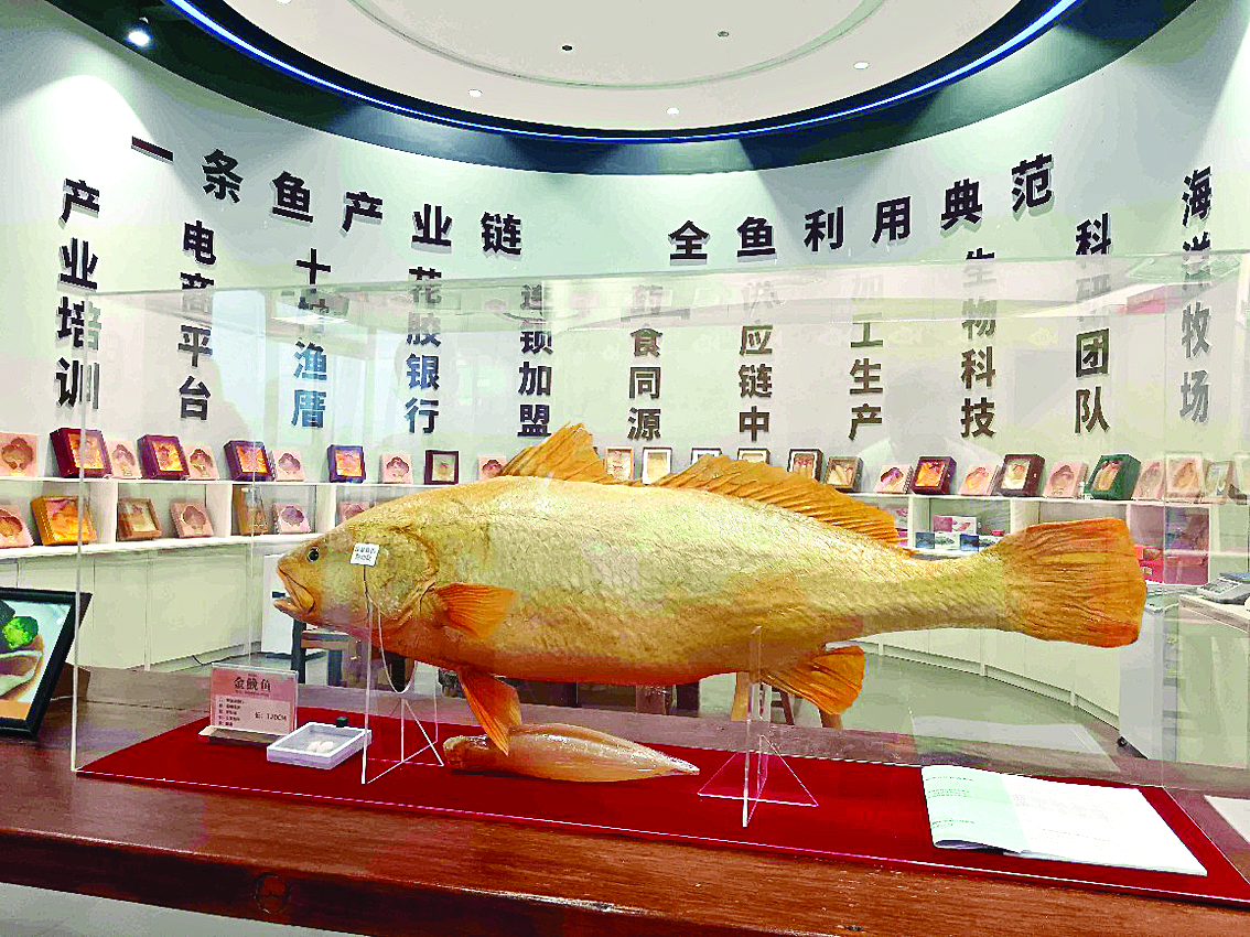     惠东企业展出的黄唇鱼标本。惠州日报记者蔡伟健 摄