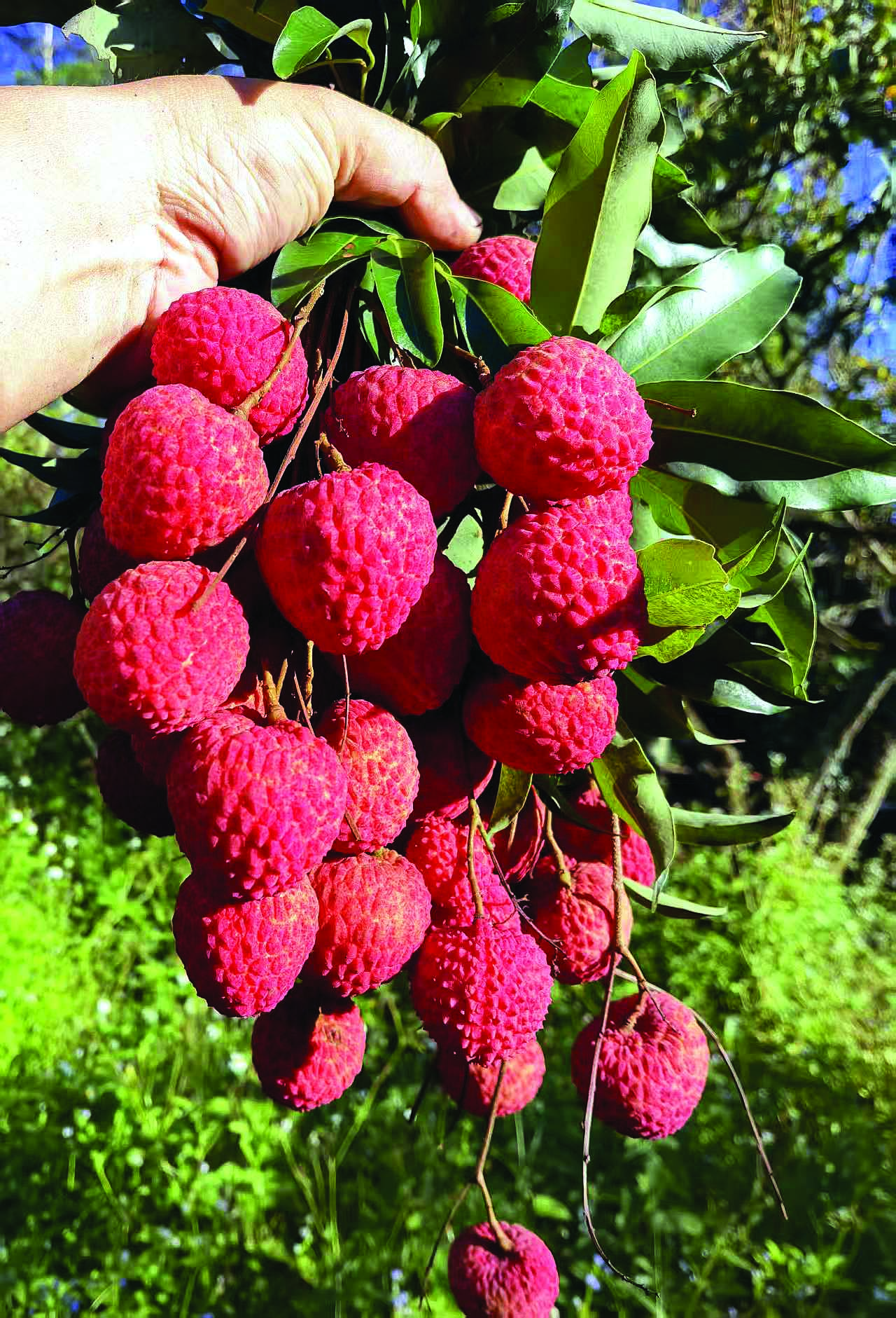     基地产出的荔枝。