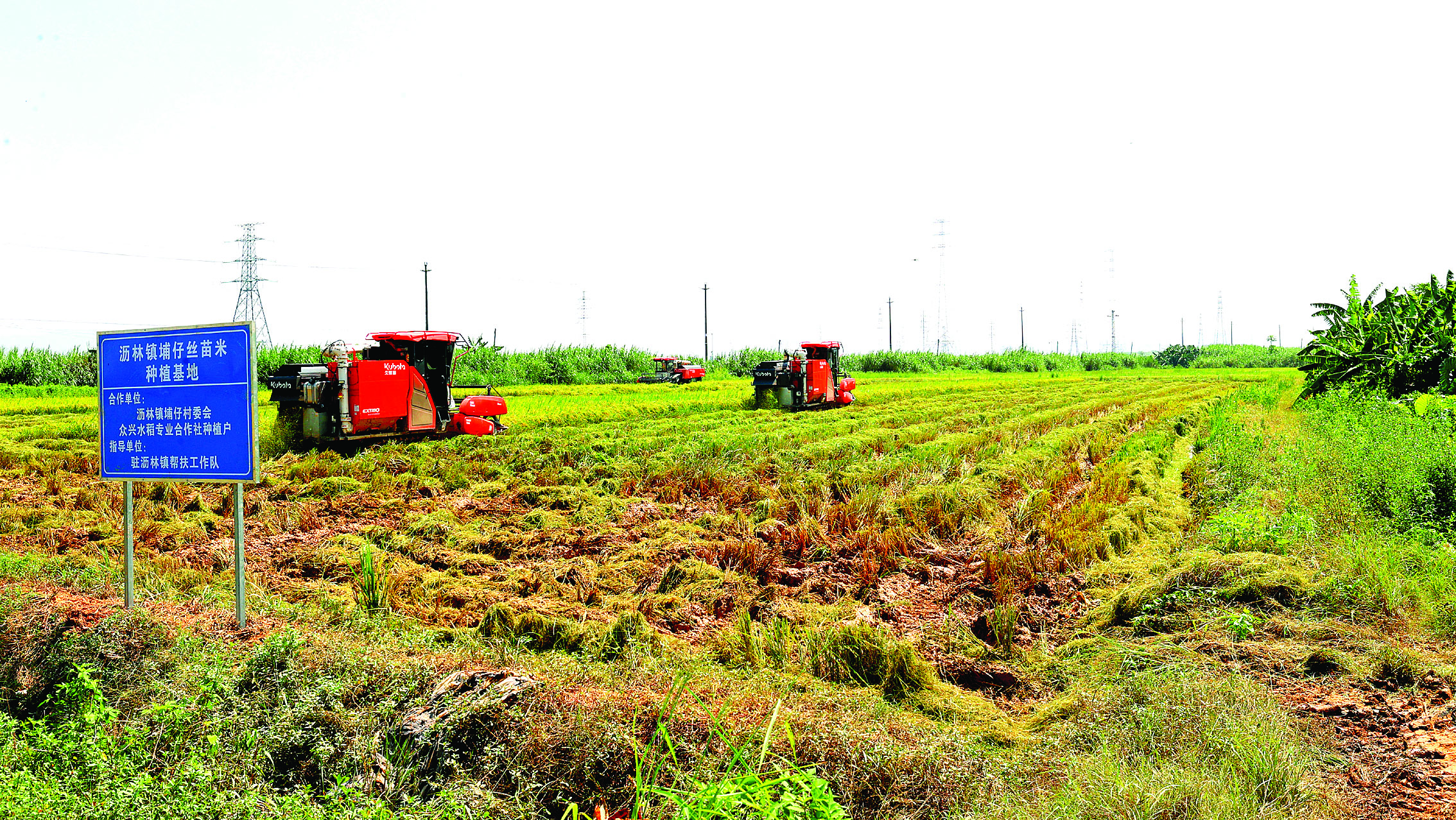     沥林镇埔仔丝苗米种植基地一派丰收景象。惠州日报记者钟玮 通讯员刘铭 摄