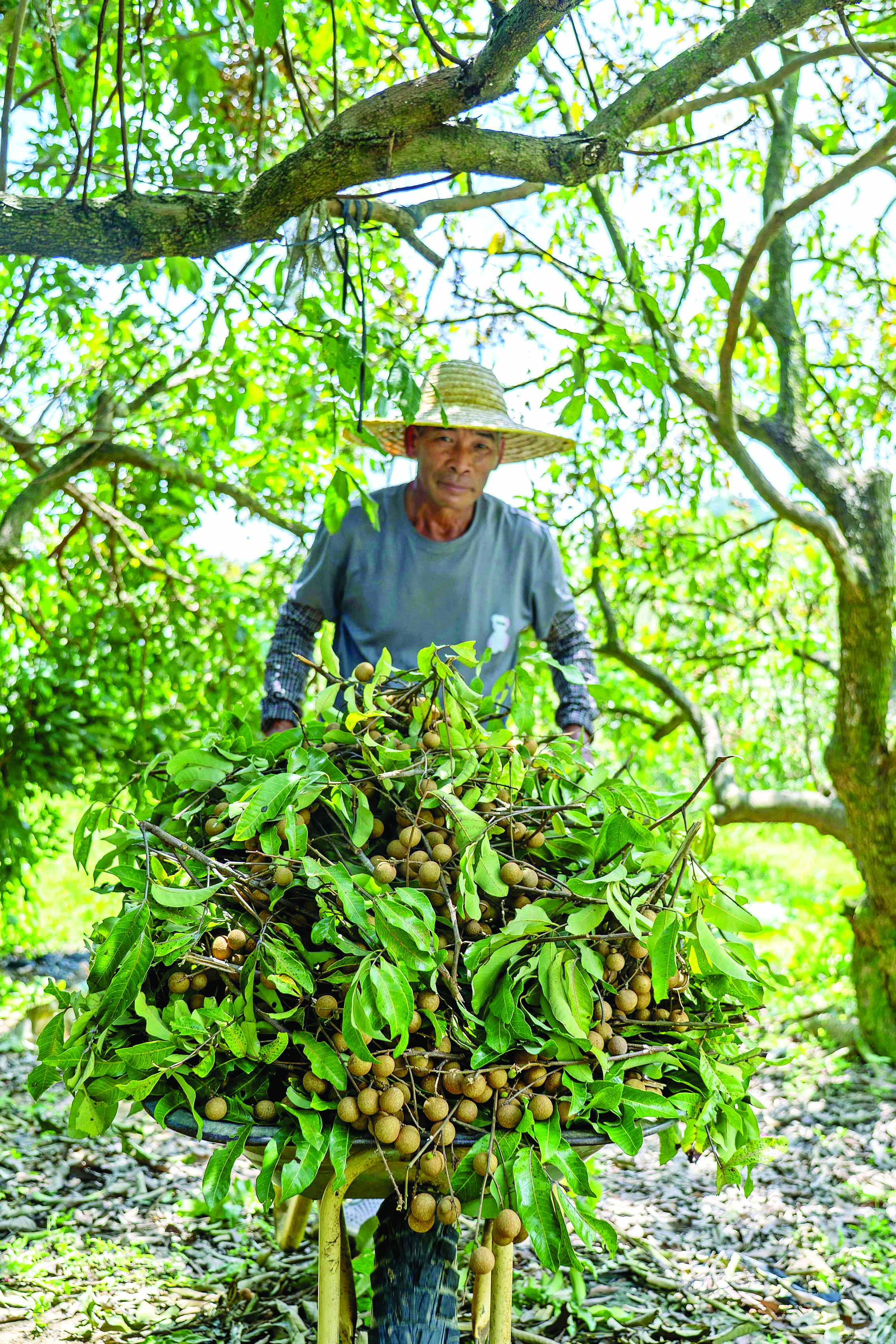     用独轮车运龙眼。
