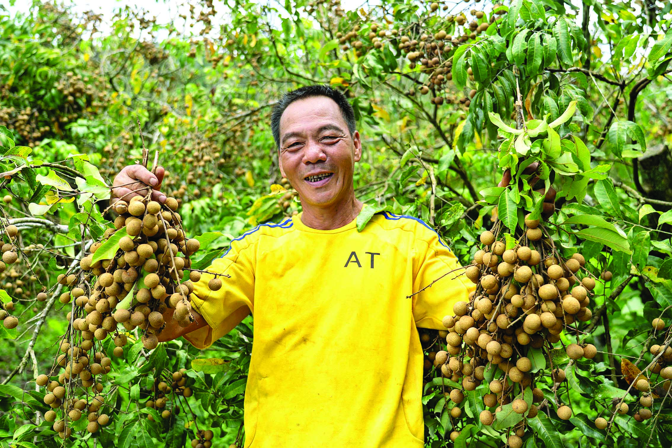    丰收 今年龙眼丰收，果农展示自家的龙眼。