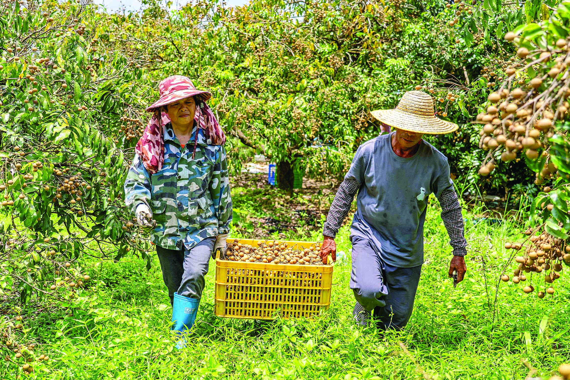     采摘 果农顶着烈日采摘龙眼。