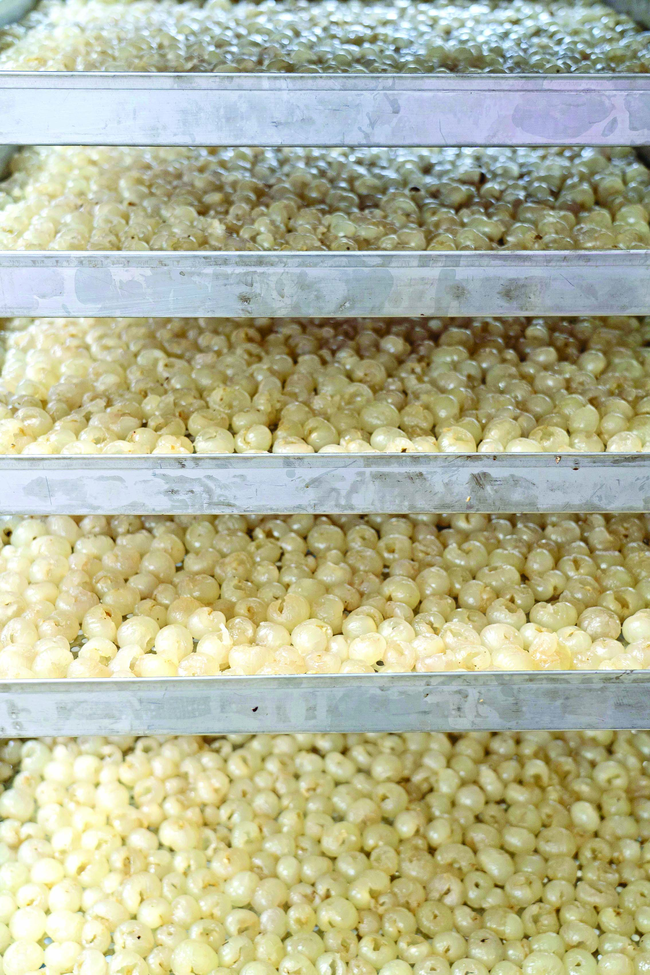     烘干 剥好的龙眼肉放进托盘准备烘干。