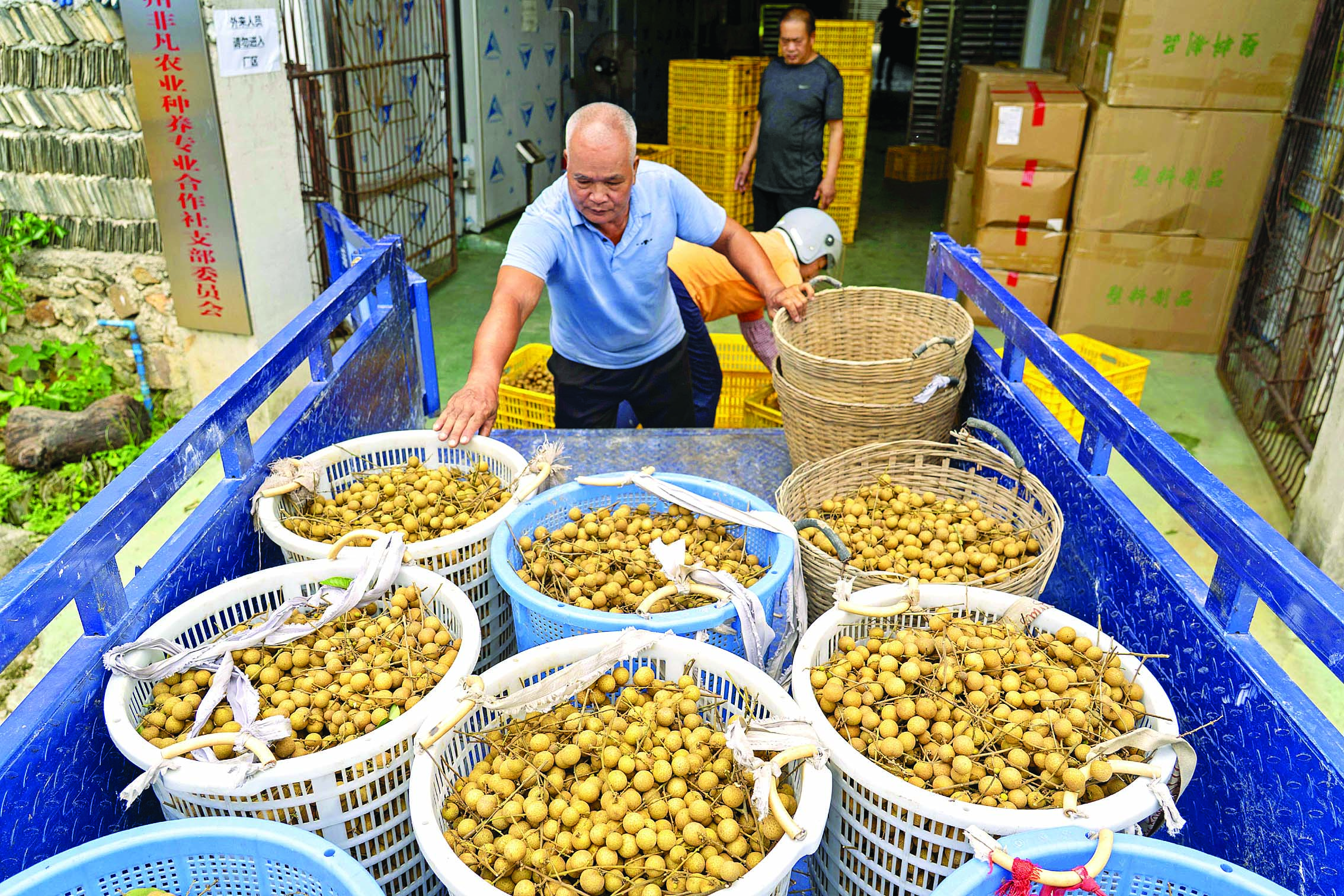     运送 将新采摘的龙眼送到合作社。