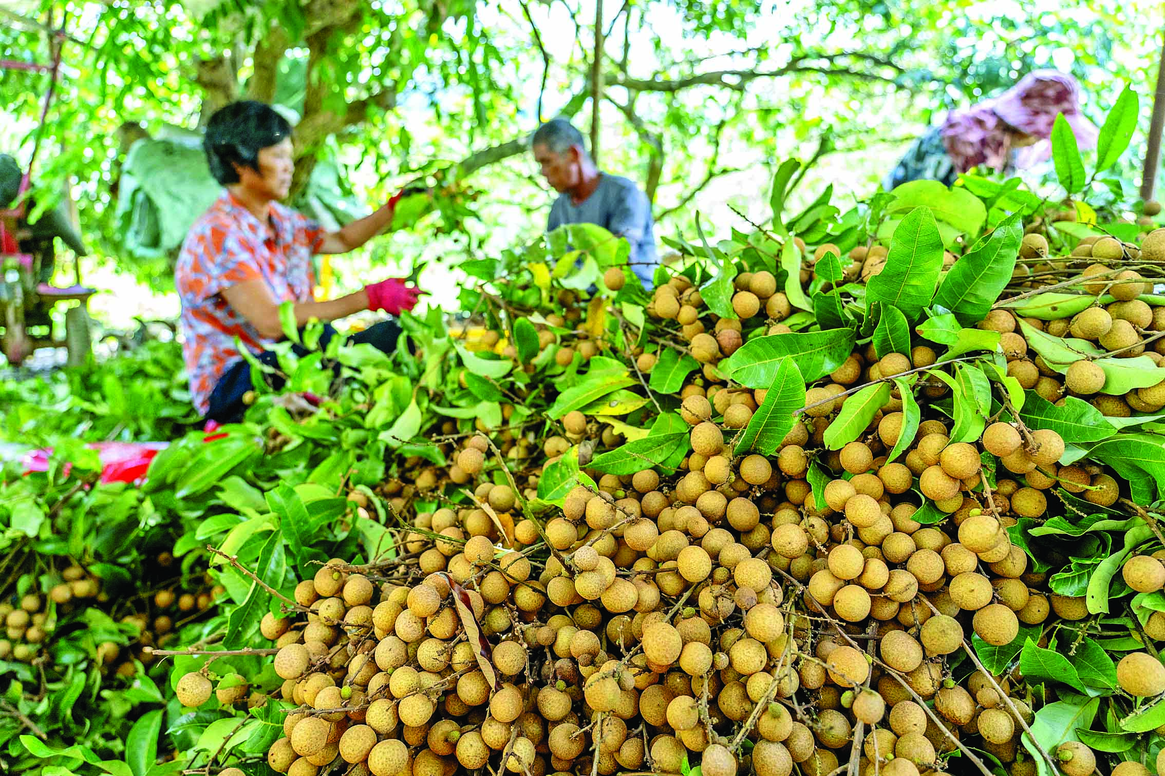    装箱 修剪龙眼装箱。