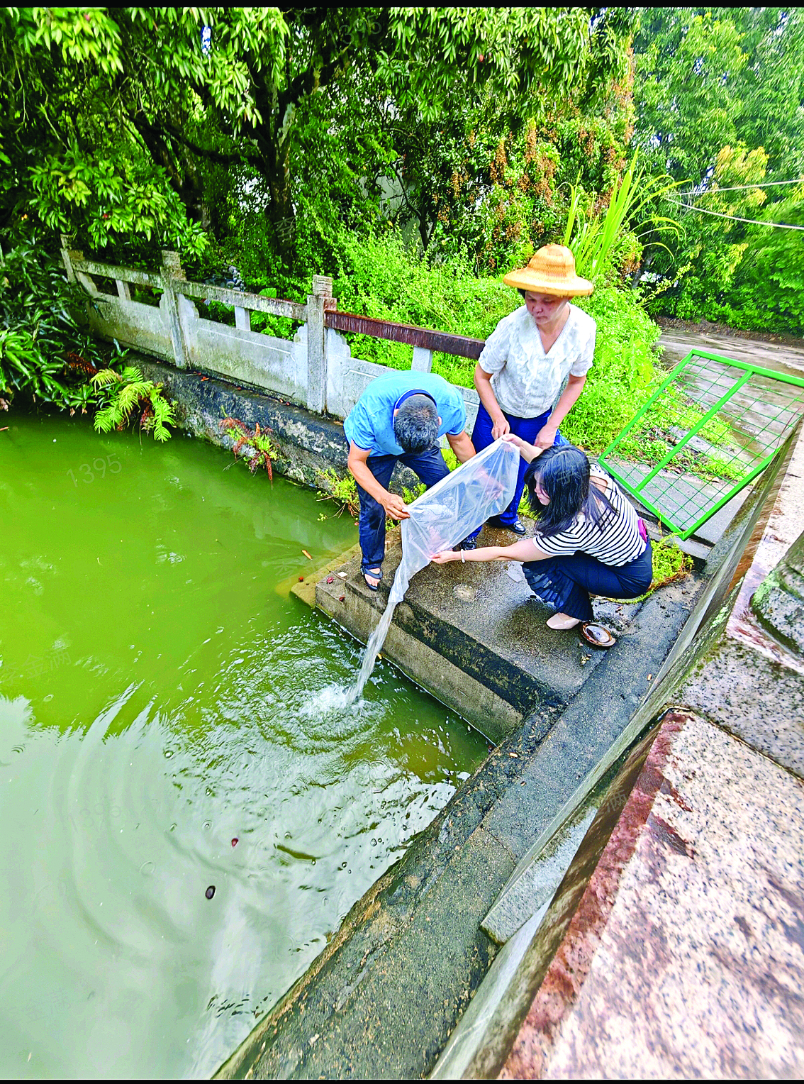     白盆珠镇将10000尾食蚊鱼投入人员聚集区周边鱼塘、湖泊等水体。    惠州日报记者洪鹊儿 摄