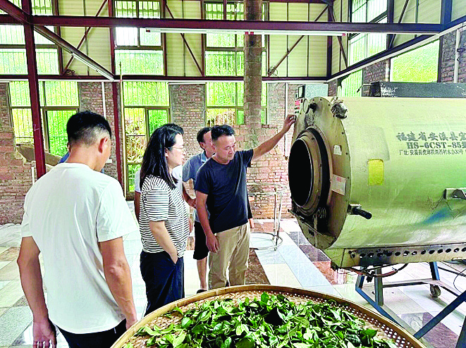     专家指导制茶工艺。惠州日报记者蔡伟健 通讯员曾世立 摄