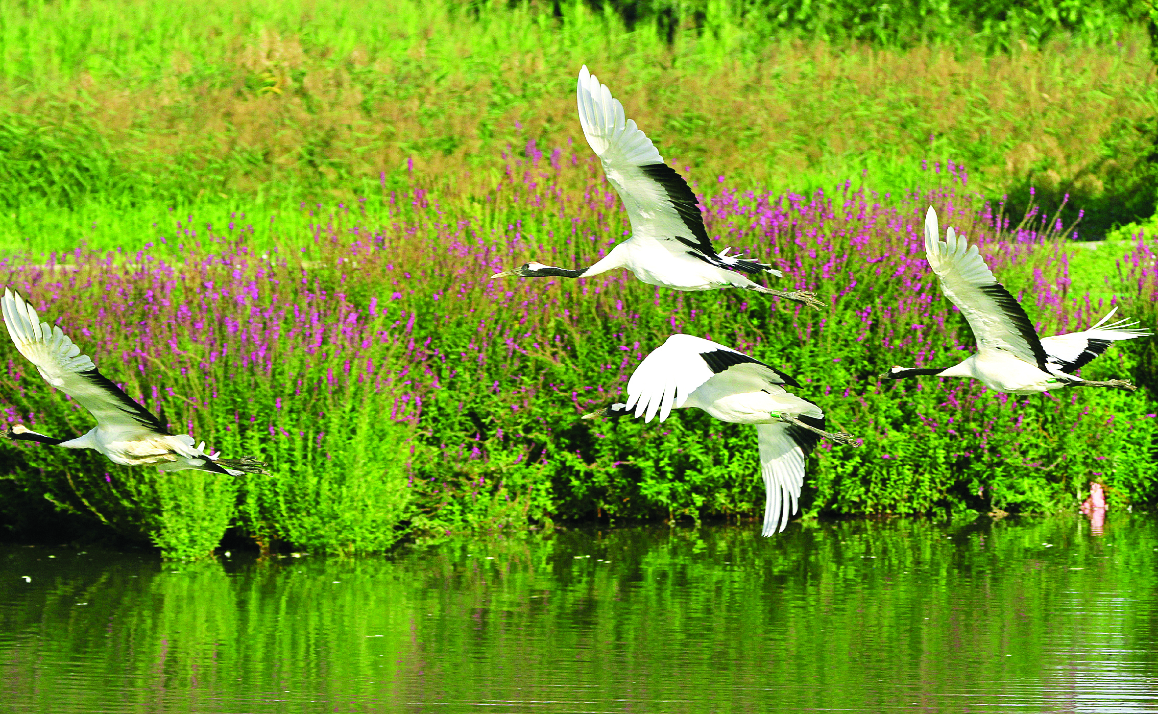     丹顶鹤在甘肃省张掖市国家湿地公园飞舞。新华社发