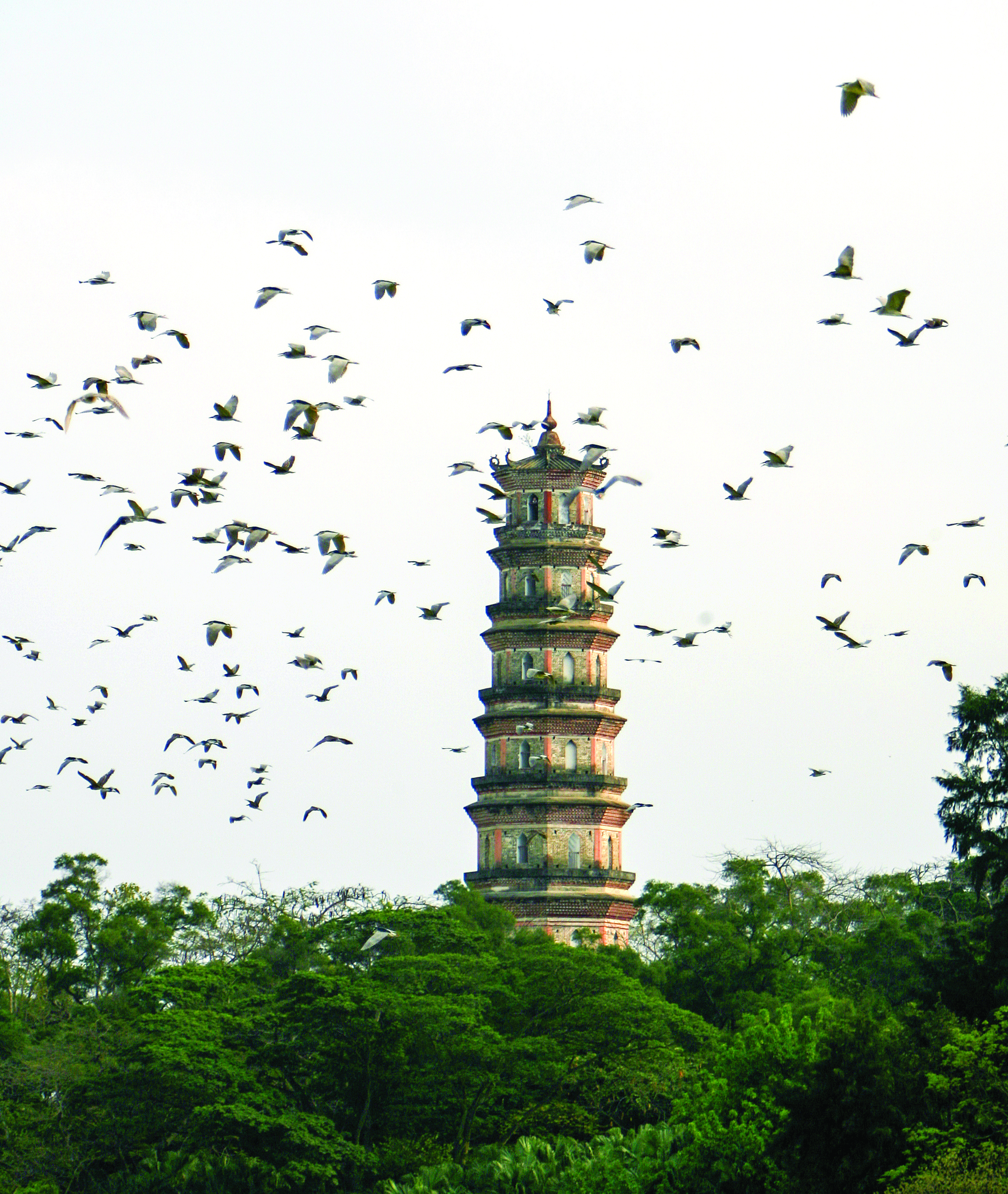     鹭鸟自由翱翔在惠州西湖景区。             惠州东江图片社供图
