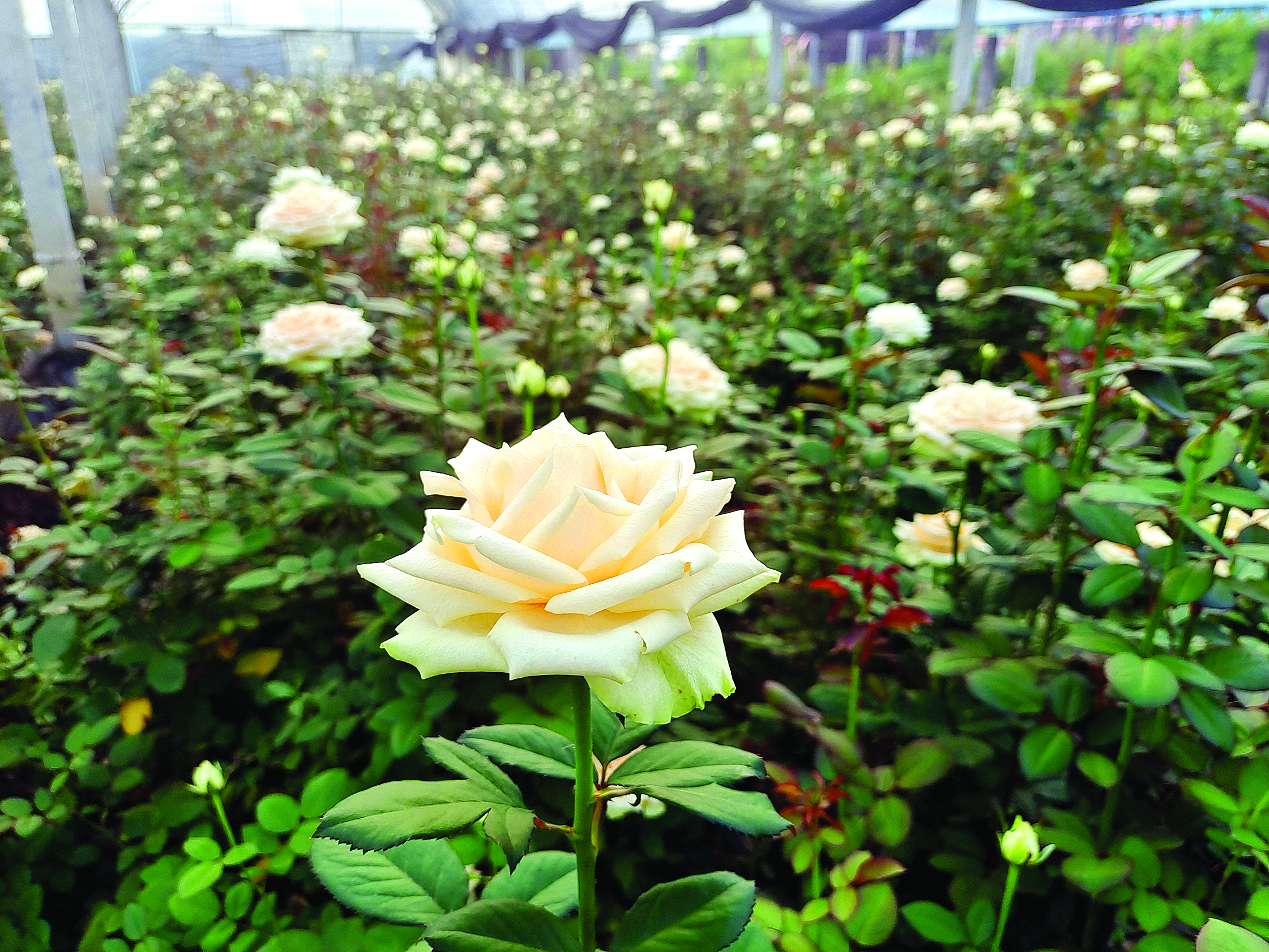     盛放的玫瑰花。