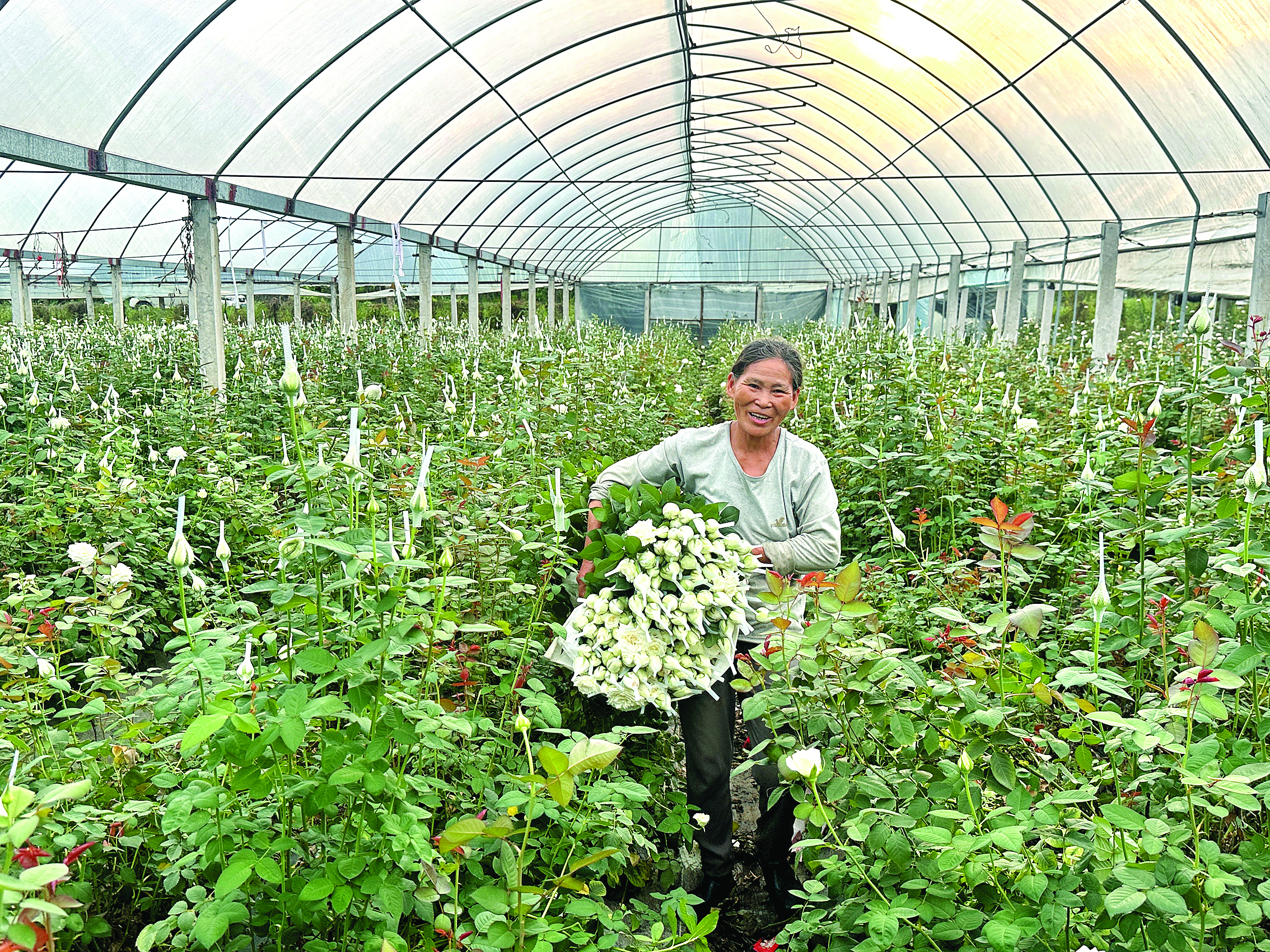     基地工人在采收玫瑰花。