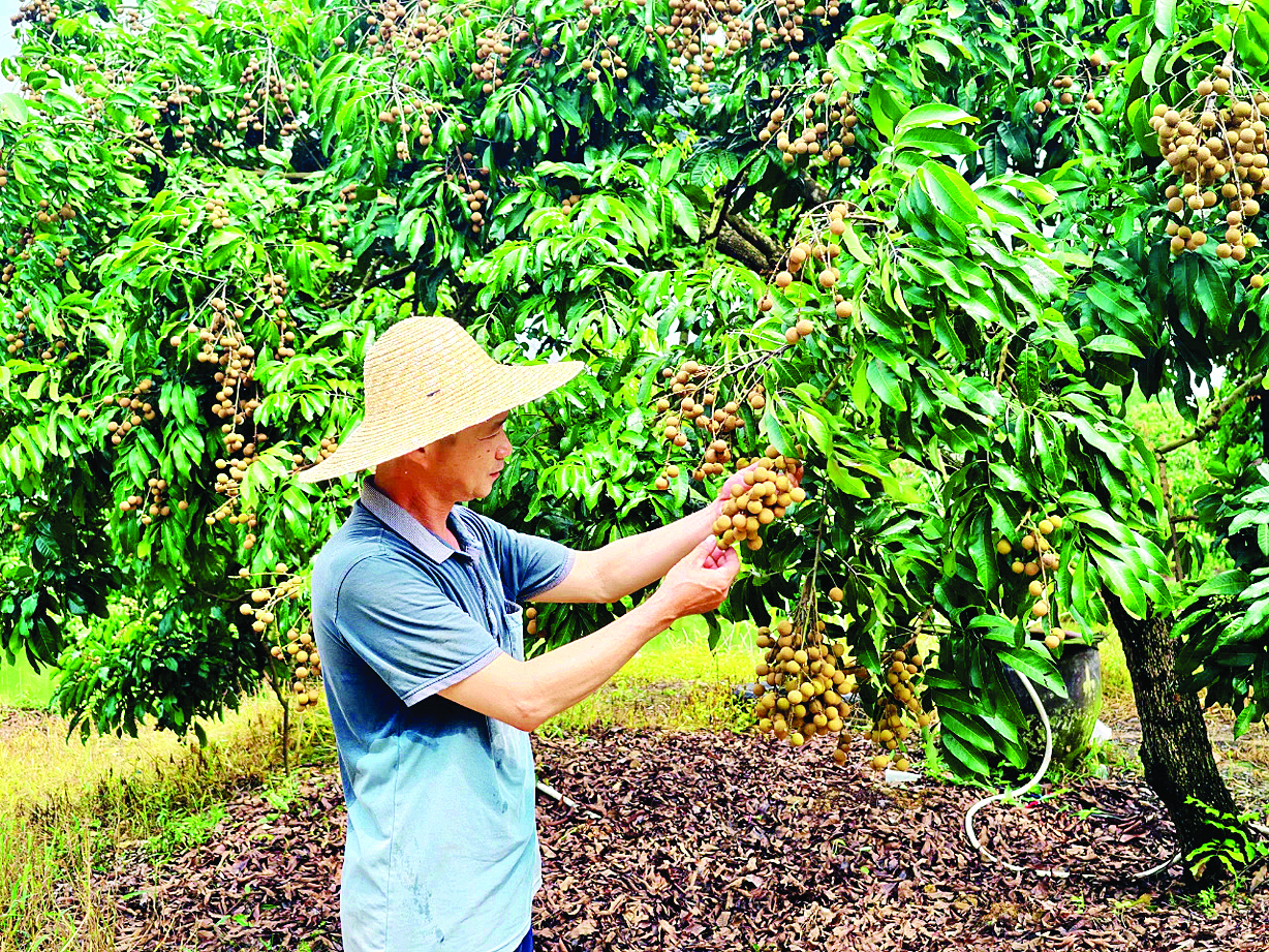     村民正在采摘石硖龙眼。