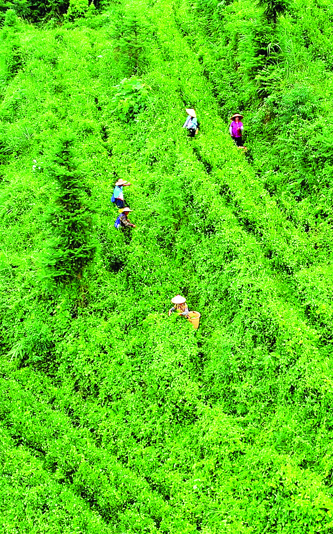     地派镇古洞村，村民们在茶园里采摘茶叶。
