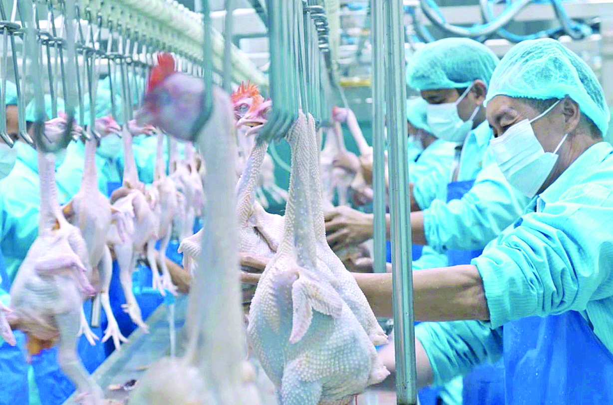     三黄胡须鸡产业园，工作人员在忙碌。