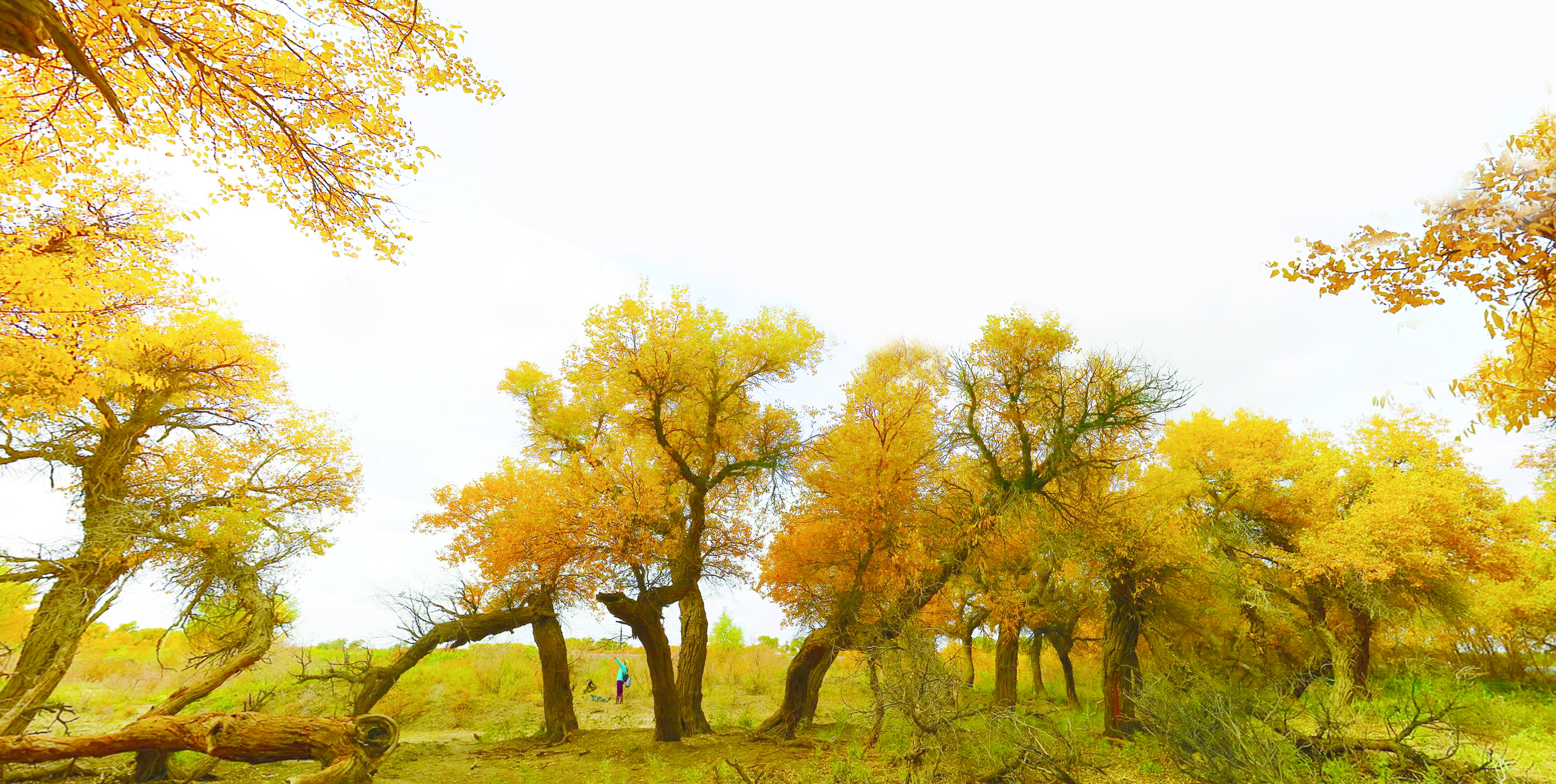     额济纳胡杨林。