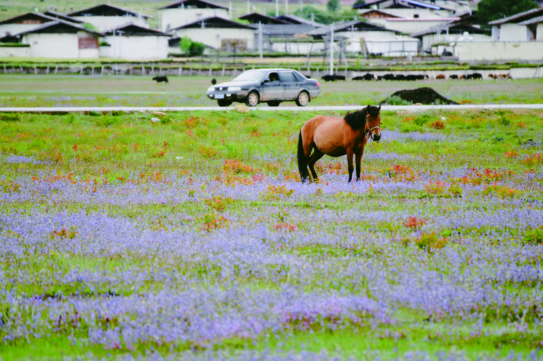     稻城亚丁的美丽秋景。