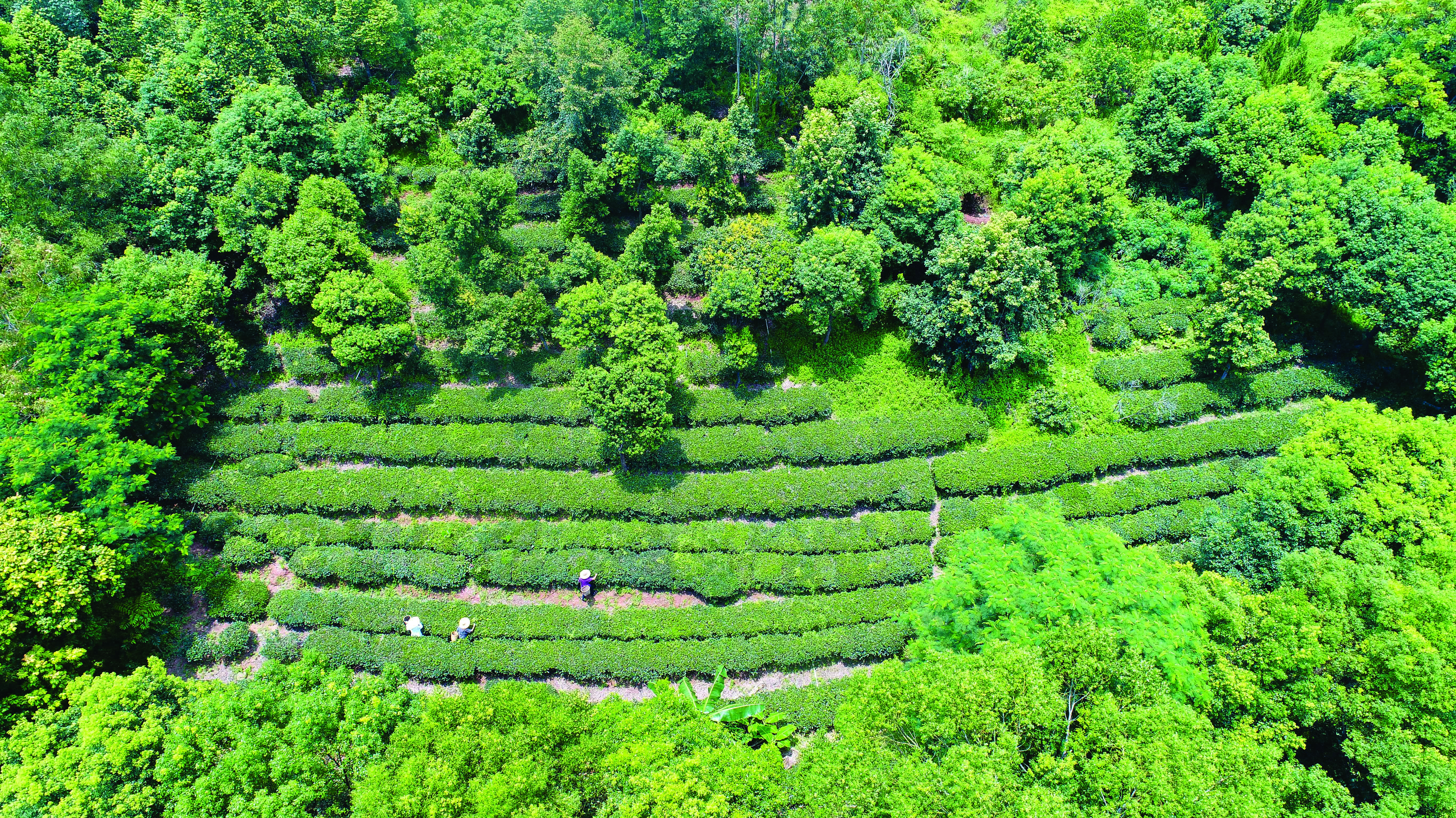     绿茶长势喜人。