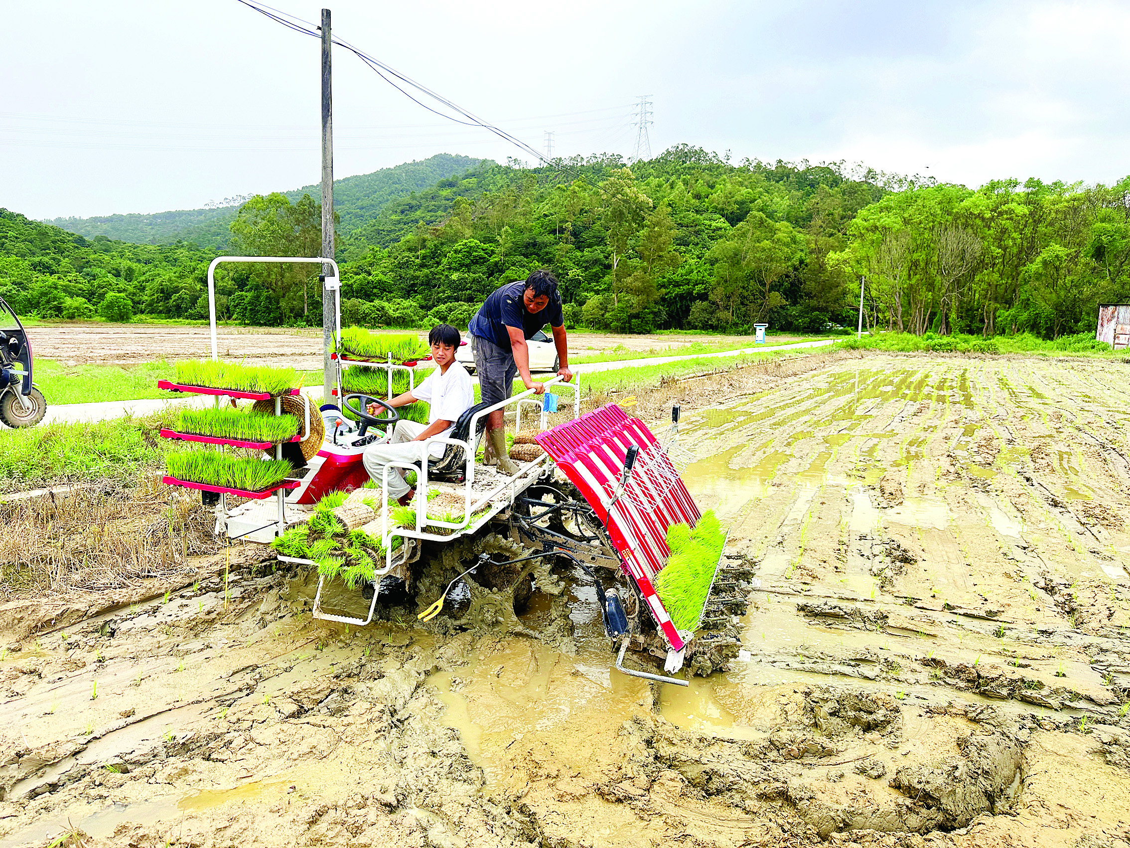     插秧机补种秧苗。惠州日报记者李芳娟 通讯员邱雅施 摄