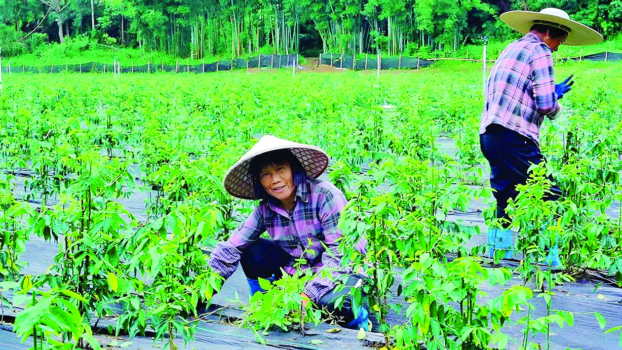     村民采摘“天绿香”。本组图片 惠州日报记者黄宇翔 通讯员龙融心 摄