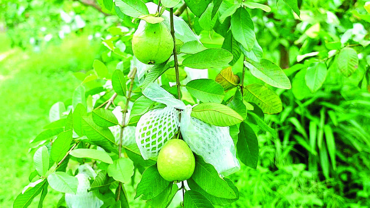     麻榨下龙村出产的番石榴清甜脆爽，深受珠三角地区消费者喜爱。惠州日报记者黄宇翔 通讯员龙融心 摄