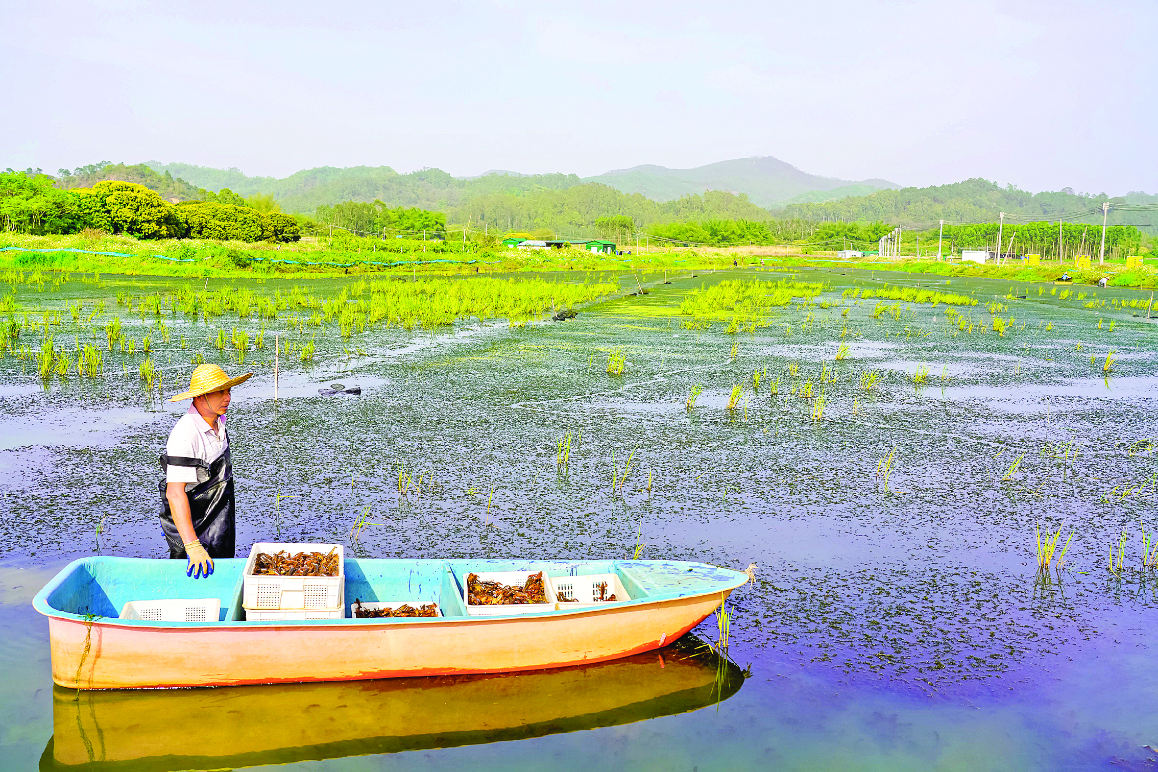     泰美镇盘沱村开展虾稻轮作。