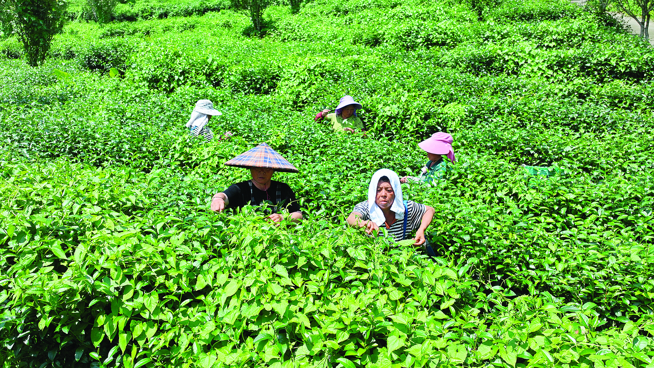     茶农在采摘桔塱茶。    惠州日报记者钟畅新 摄