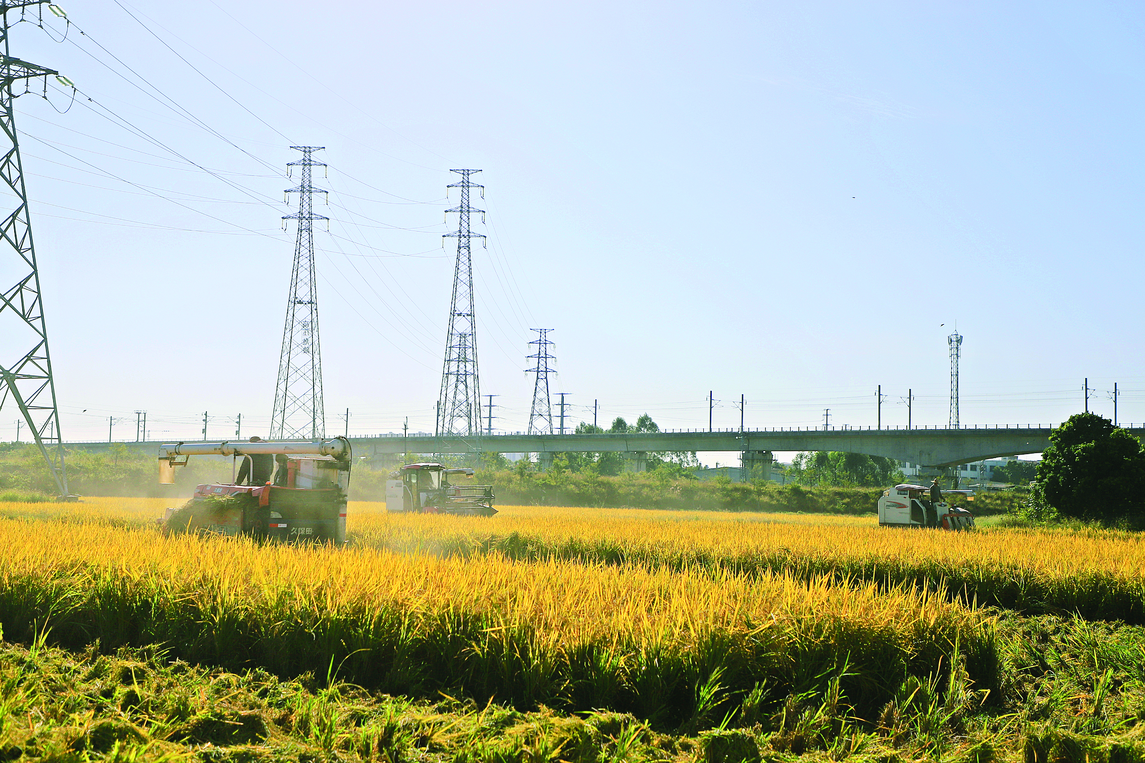     石湾水稻丰收（资料图片）。