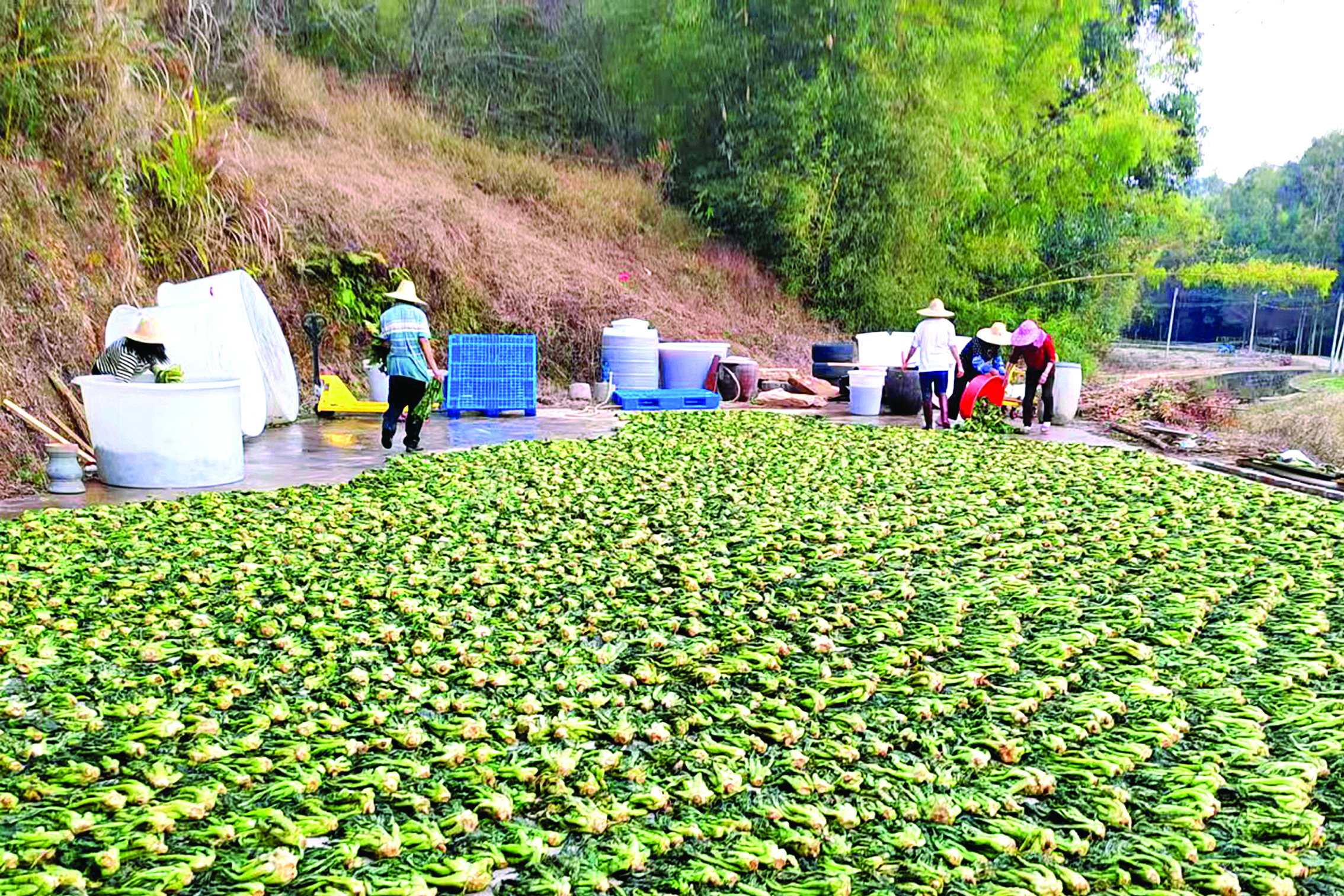     惠东县宝口镇新化村村民在晒制梅菜。