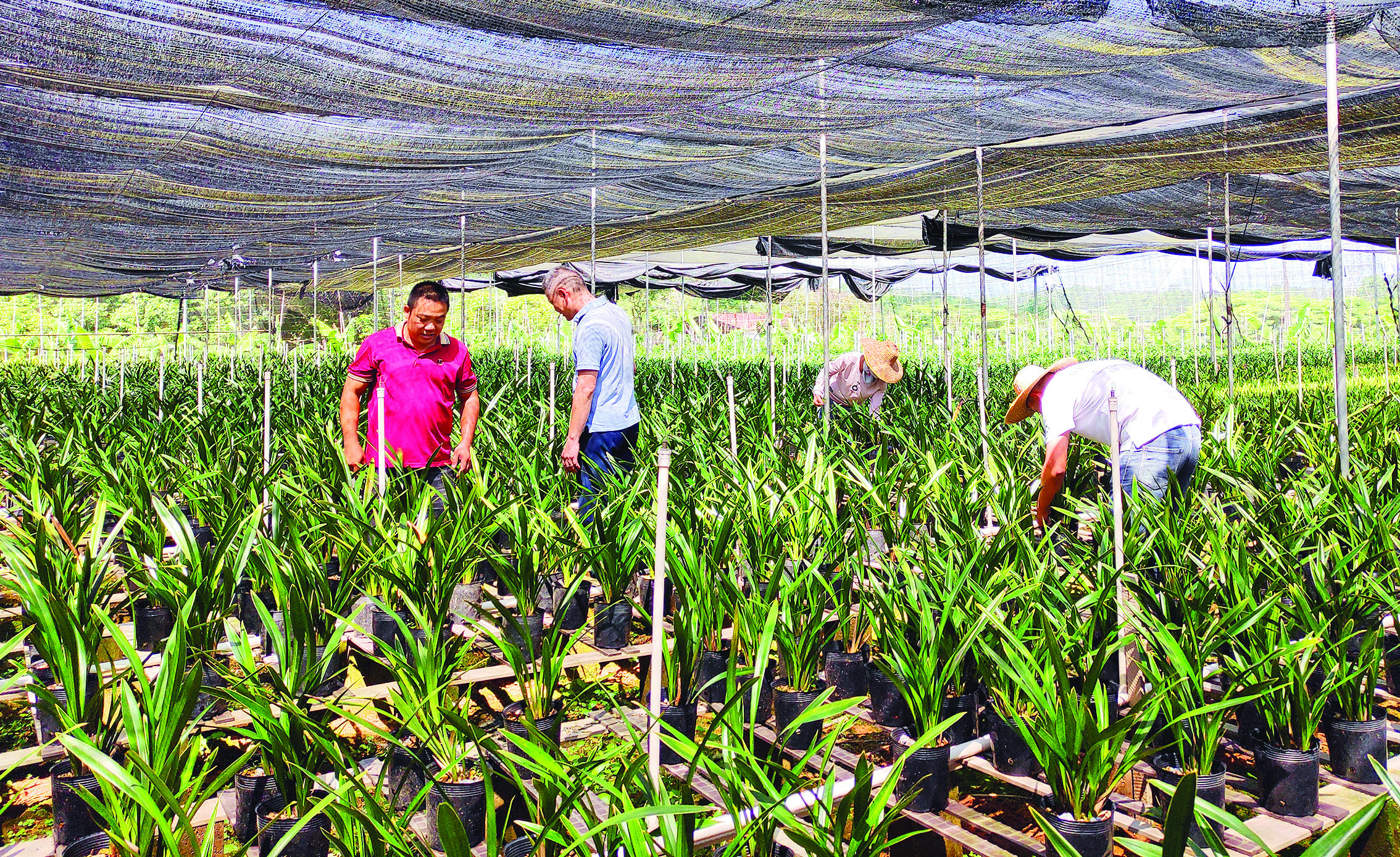     下村村发展兰花种植。