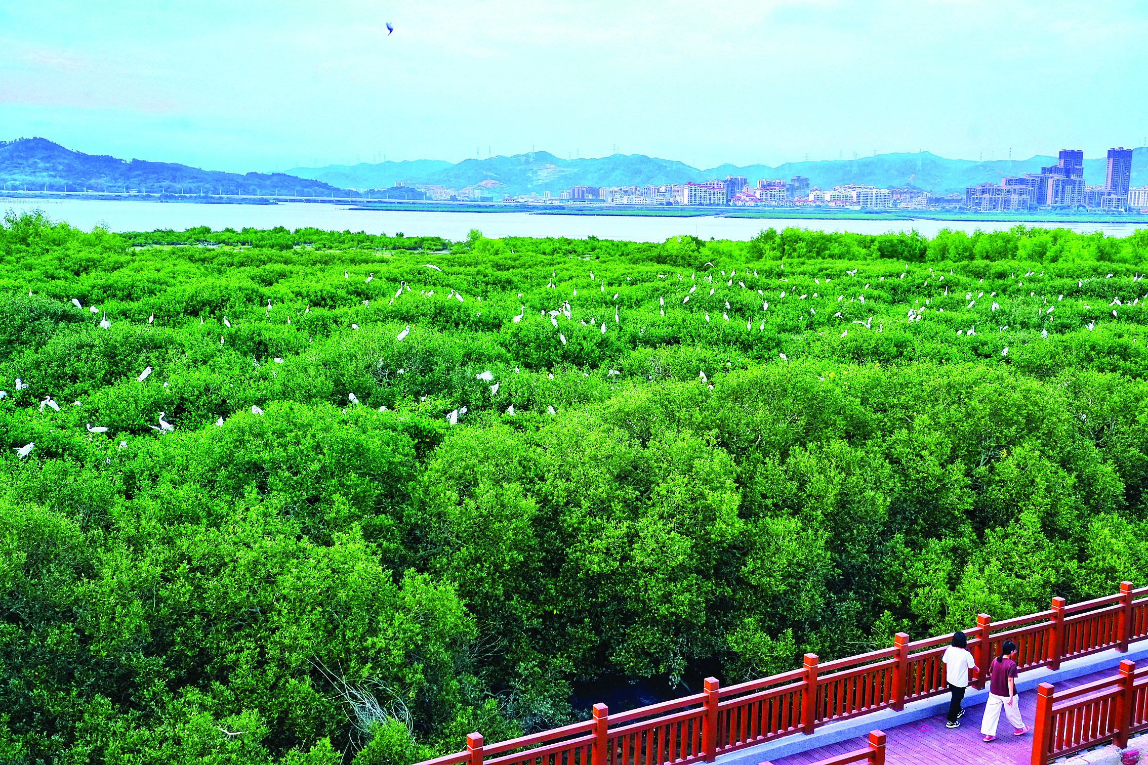     2024年，惠州率先完成全国首宗红树林碳汇开发权交易4.36万吨二氧化碳当量。这是惠东县黄埠镇盐洲岛白沙村的红树林。惠州东江图片社供图