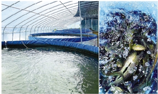     刺鳅养殖等帮扶项目为当地产业发展注入了强劲动力。（拼图）本组图片由惠州交投集团提供