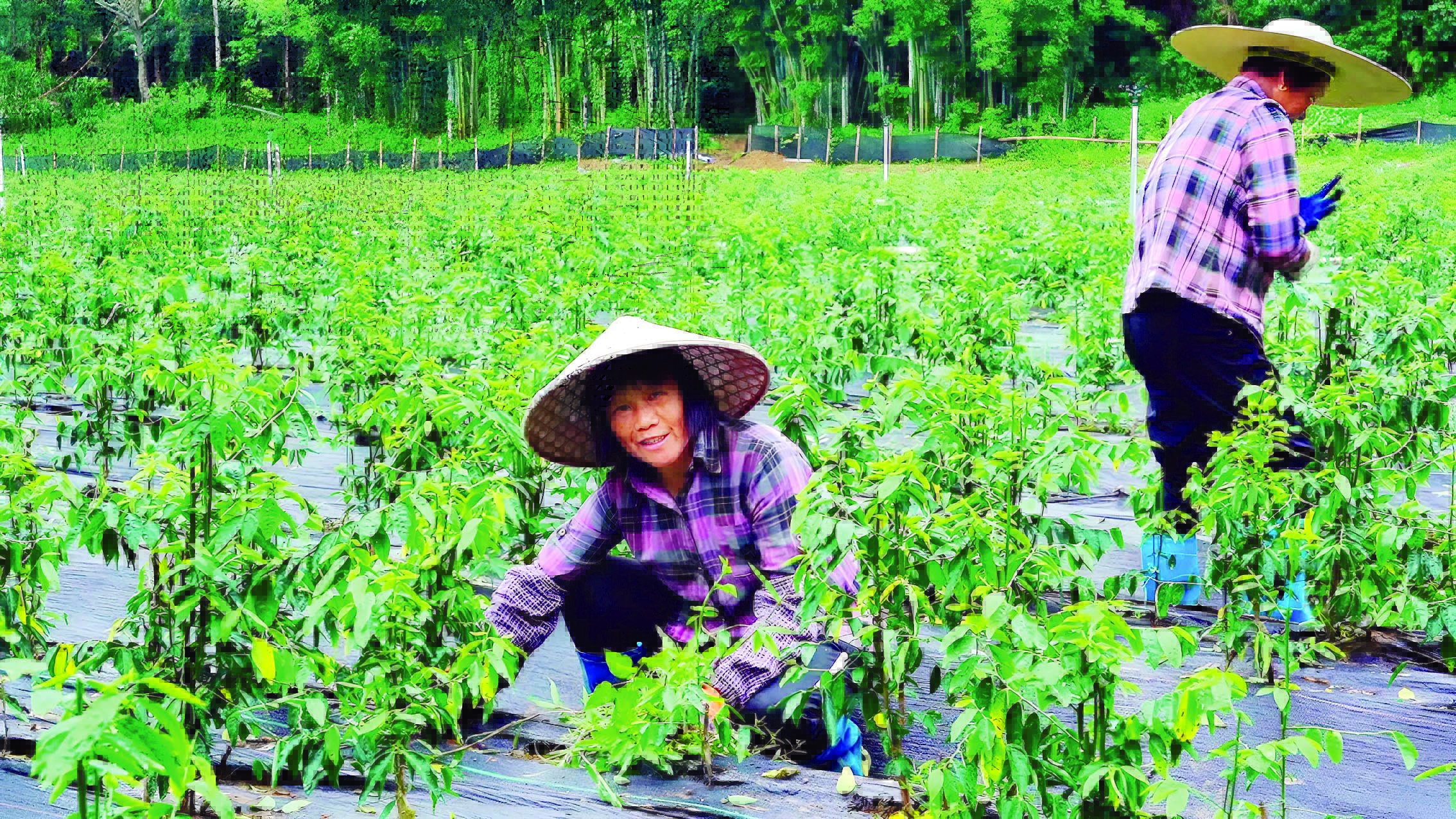     “天绿香”蔬菜种植。