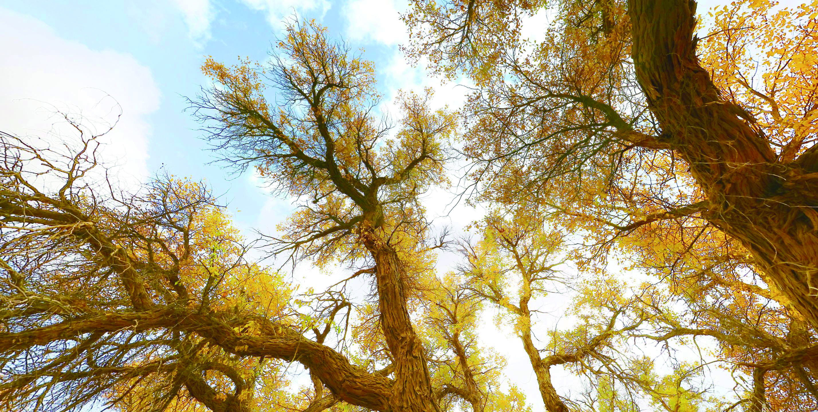     额济纳胡杨林，犹如金色的时空隧道。