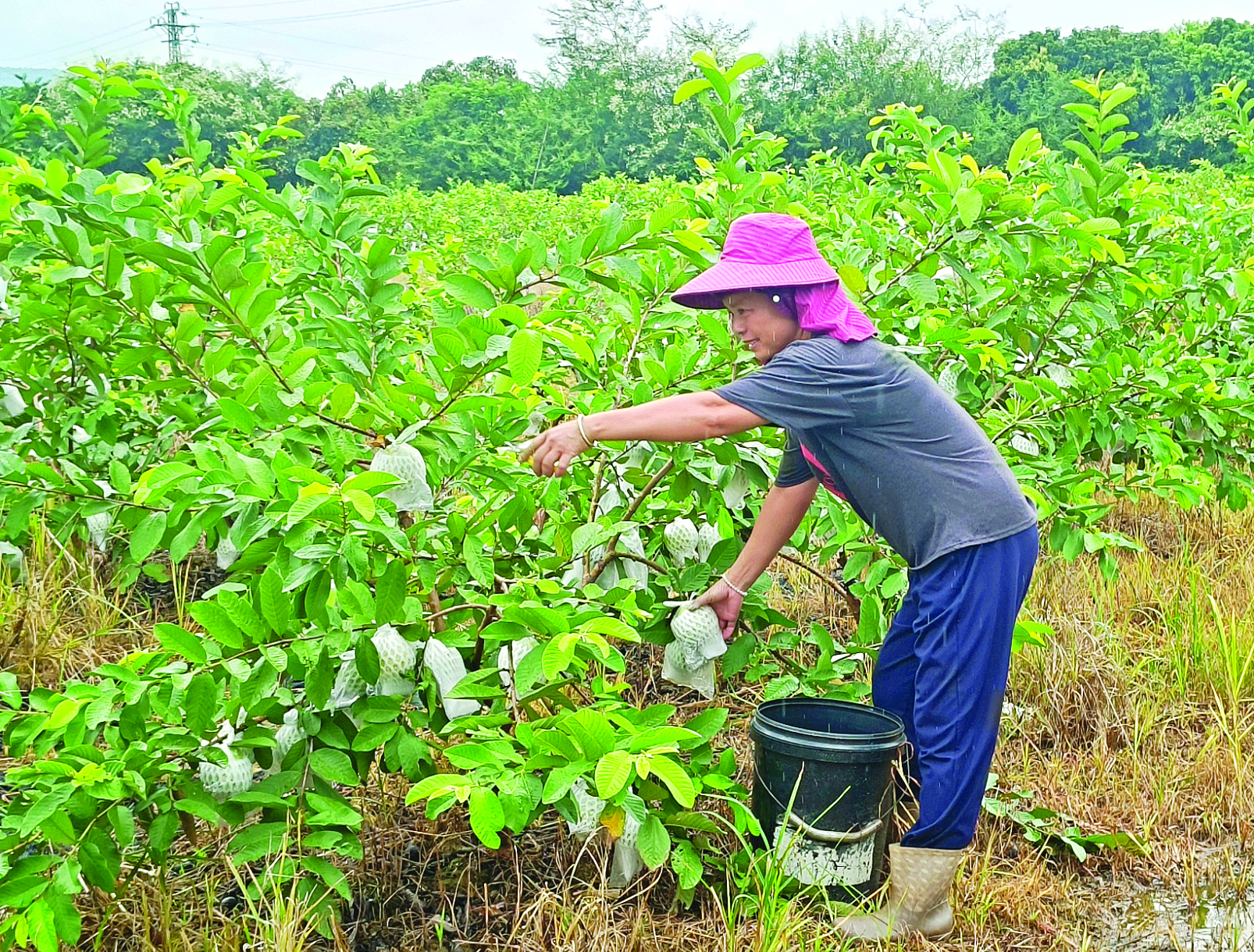     村民采摘番石榴。