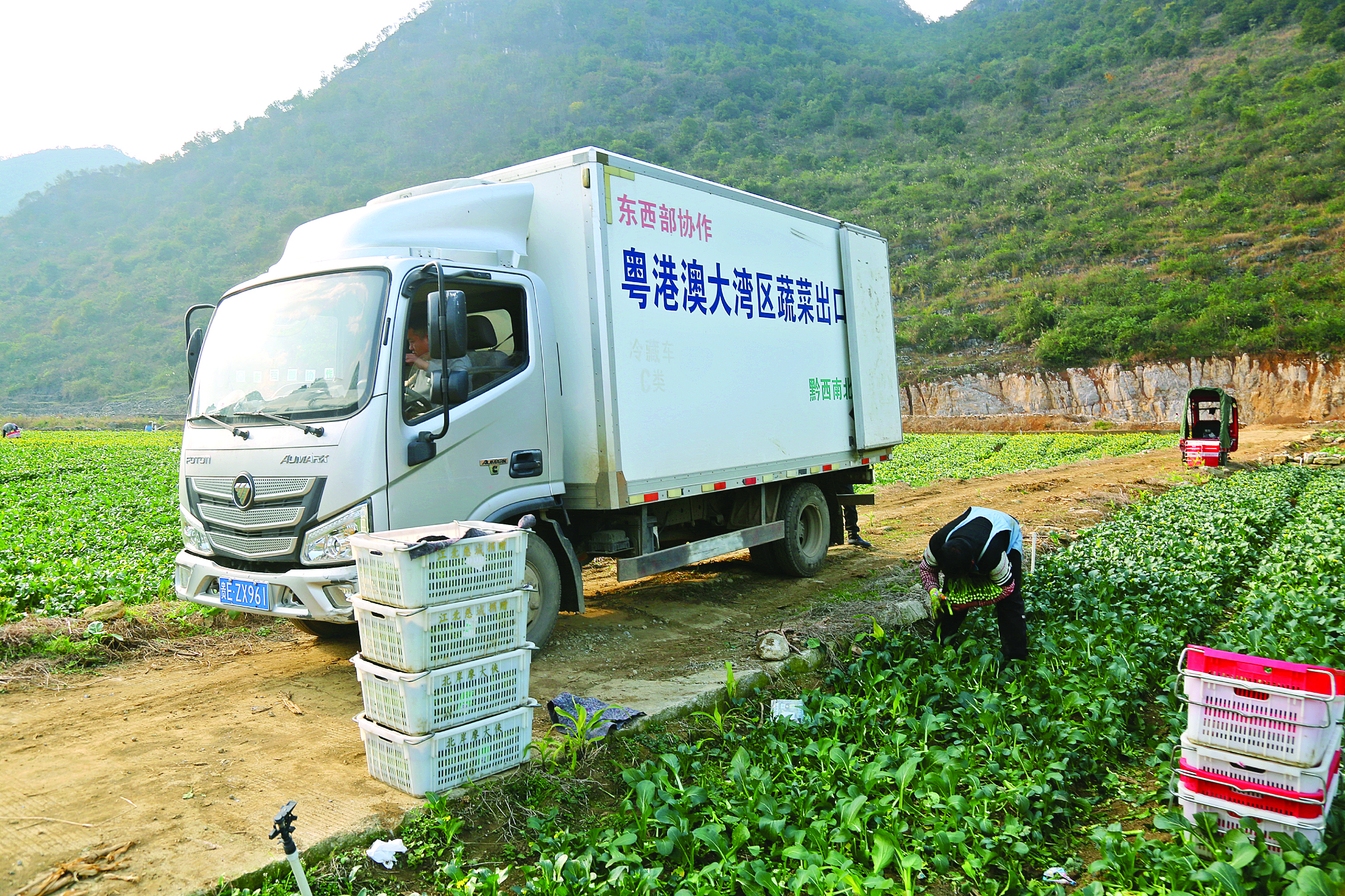     册亨县冗渡镇坛坪村坝区合作社组织群众采收蔬菜。