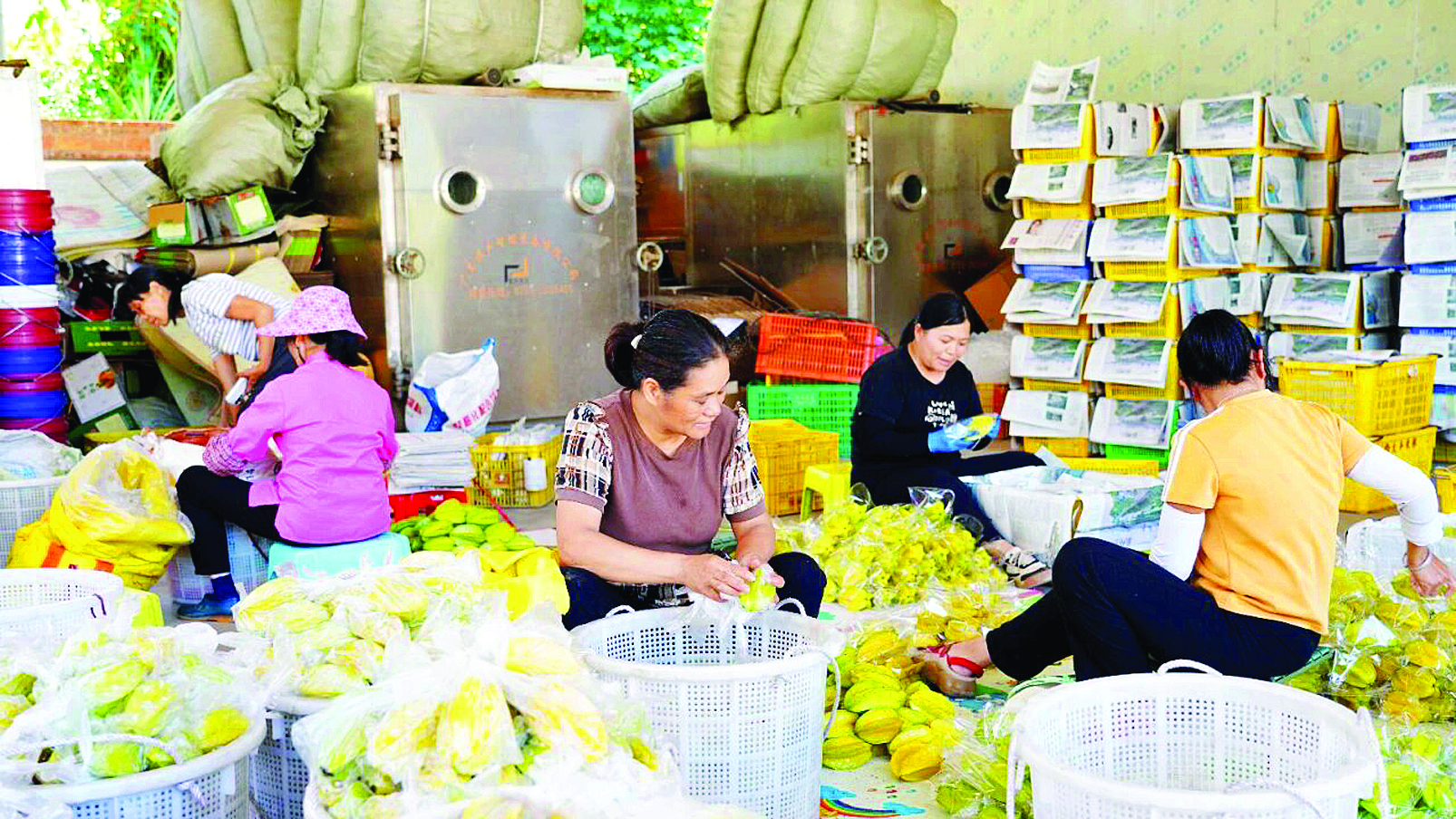     合作社工人对杨桃进行分拣、打包。惠州日报记者黄宇翔 通讯员龙融心 摄