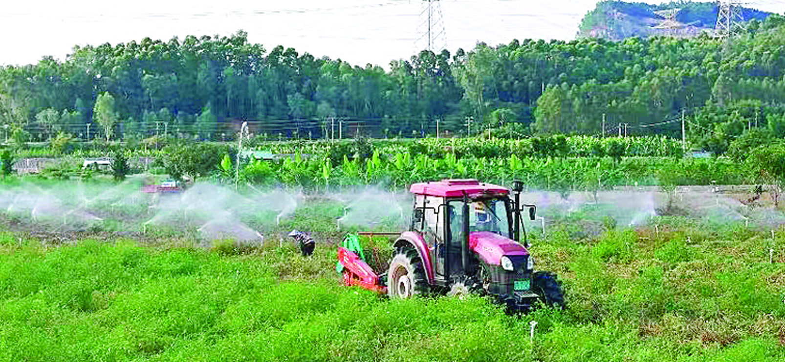     机械化采收花生省时省力。惠州日报记者刘乙端 通讯员潼湖宣 摄