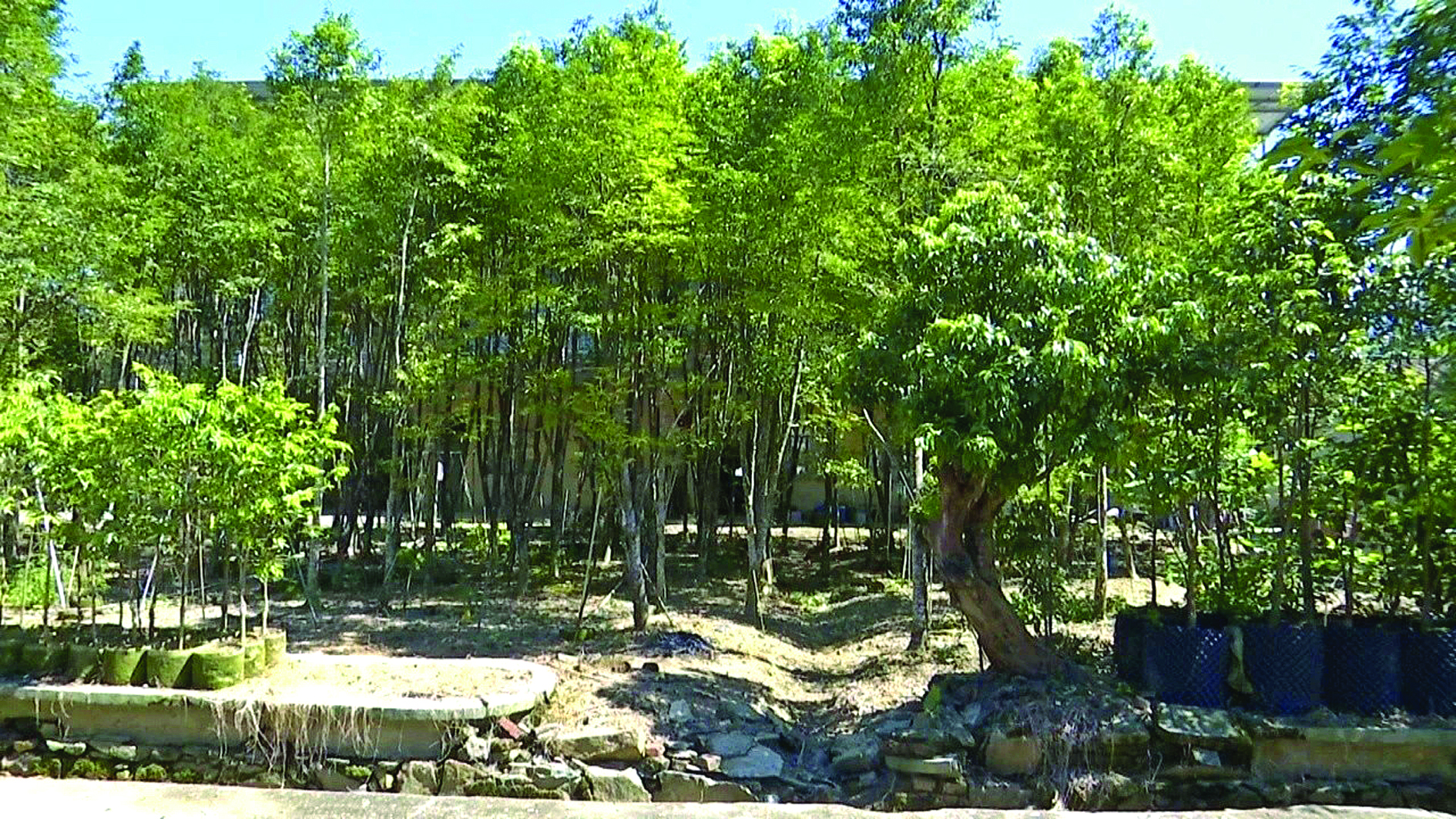     明星村种植的沉香林生机勃勃。