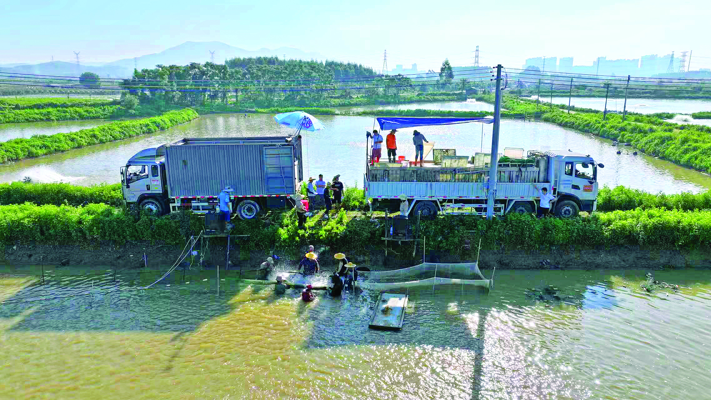     鱼儿出塘装车，被销往粤港澳大湾区（广东·惠州）绿色农产品生产供应基地。本组图片由博罗县供销社提供