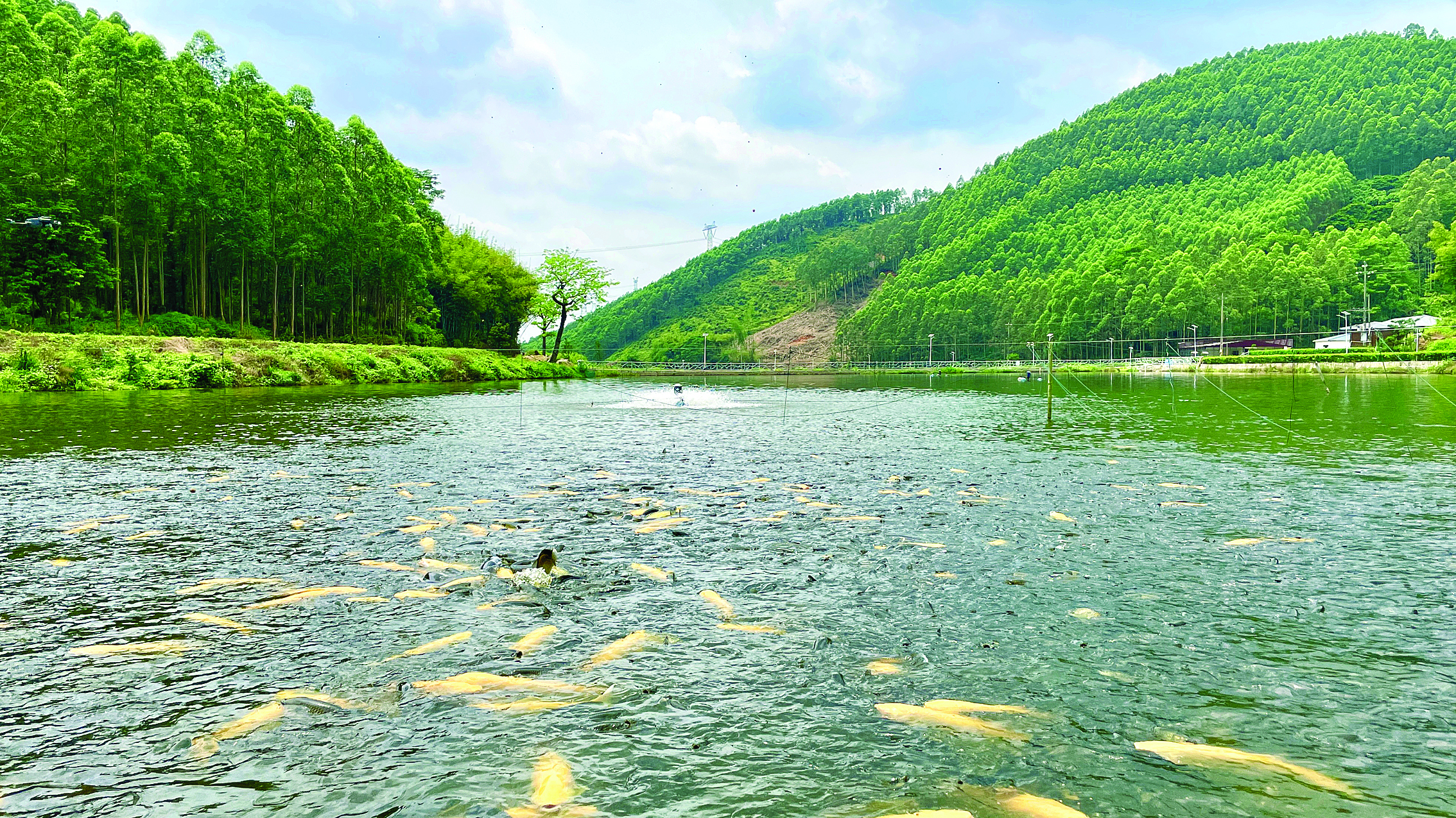     位于湖镇镇的供销渔场喜获丰收。