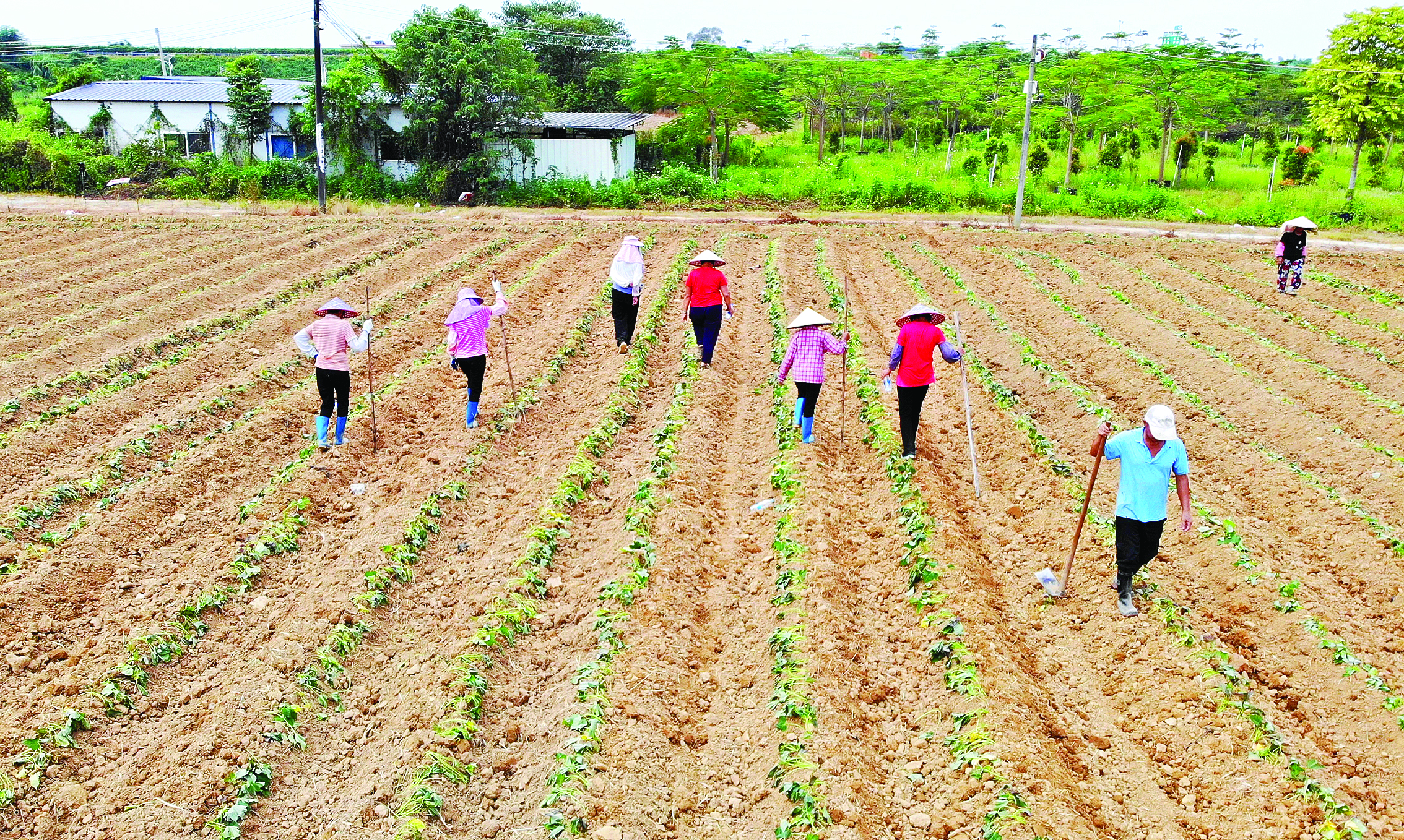     村民在种植红薯。惠州日报记者李燕文 通讯员石坝宣 摄