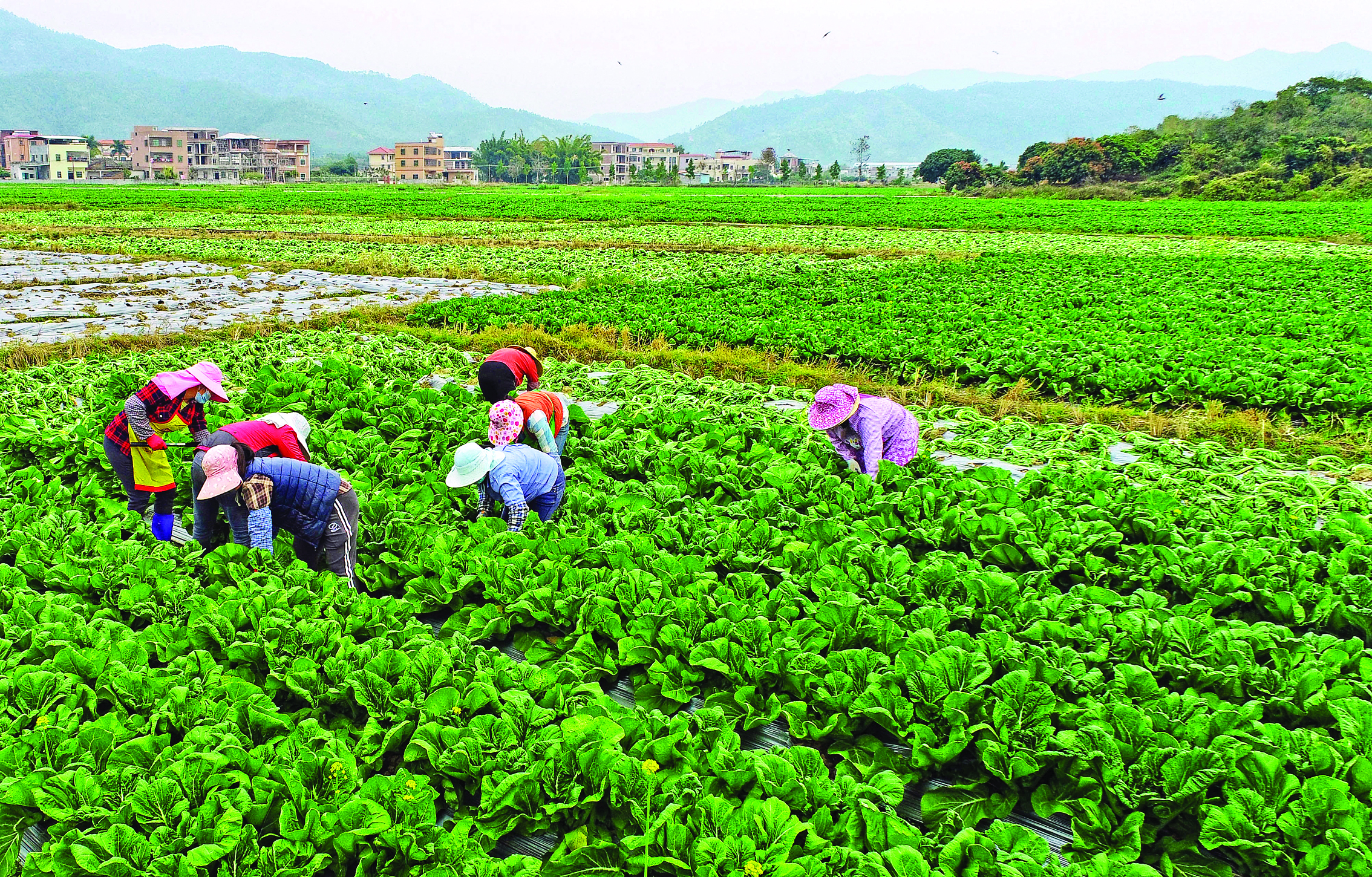     横沥镇是“中国梅菜之乡”,梅菜种植历史悠久。