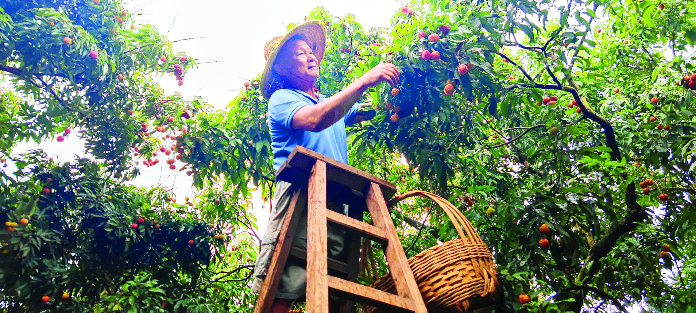     “镇隆荔枝”是国家地理标志农产品。