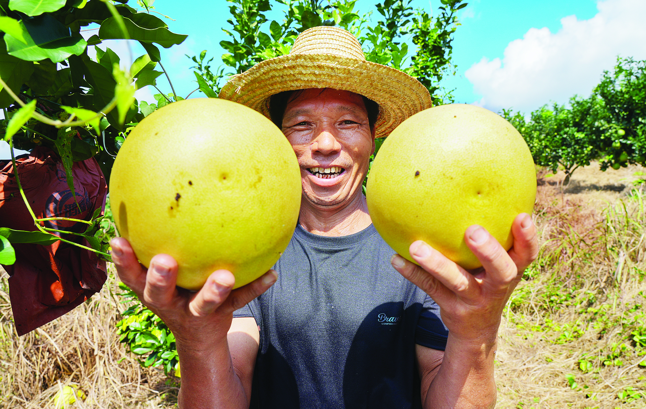     安墩蜜柚是惠东的特色水果。